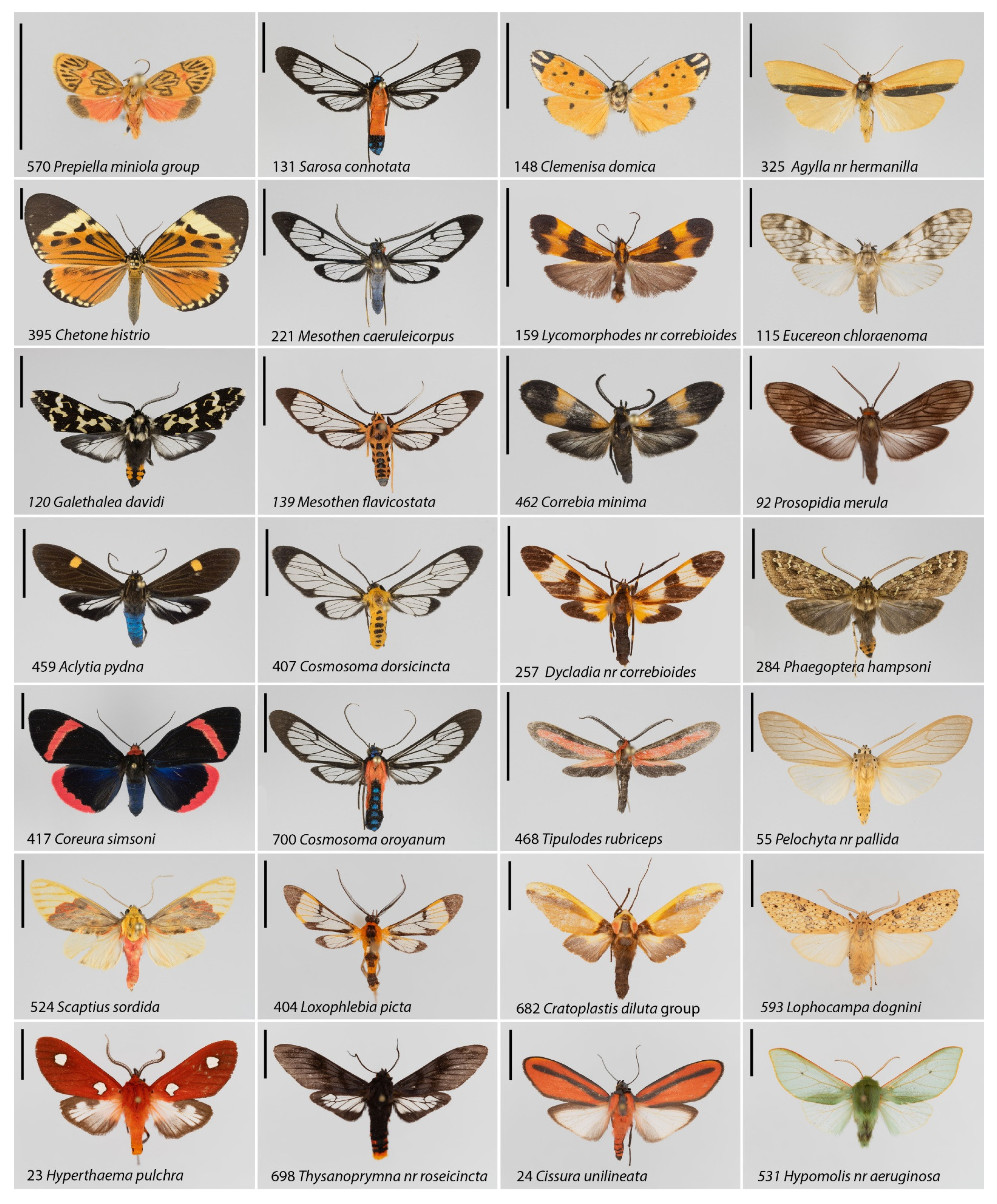 Insects 12 00903 g001