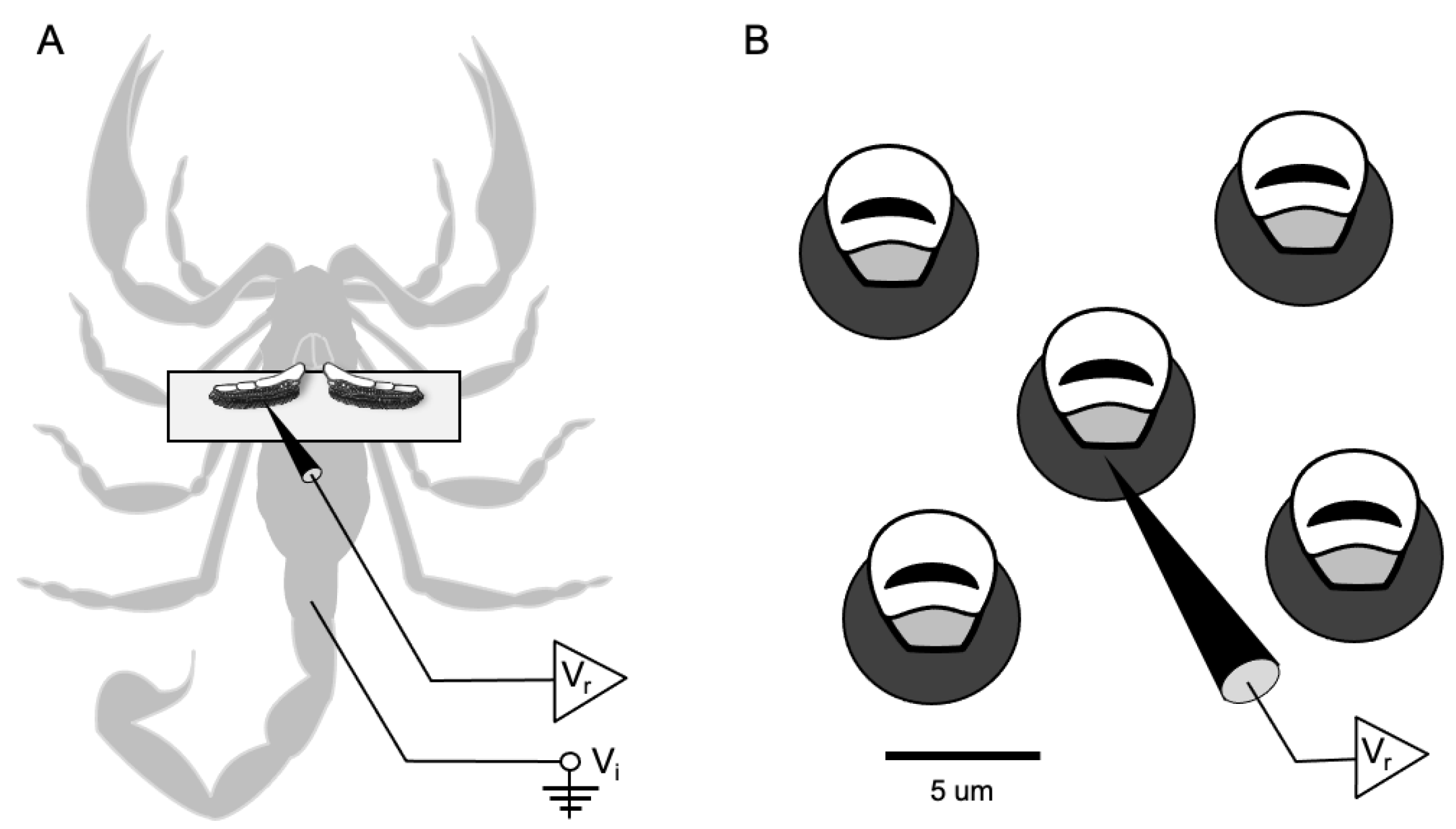 Insects 12 00904 g001 Insects 12 00904 g001