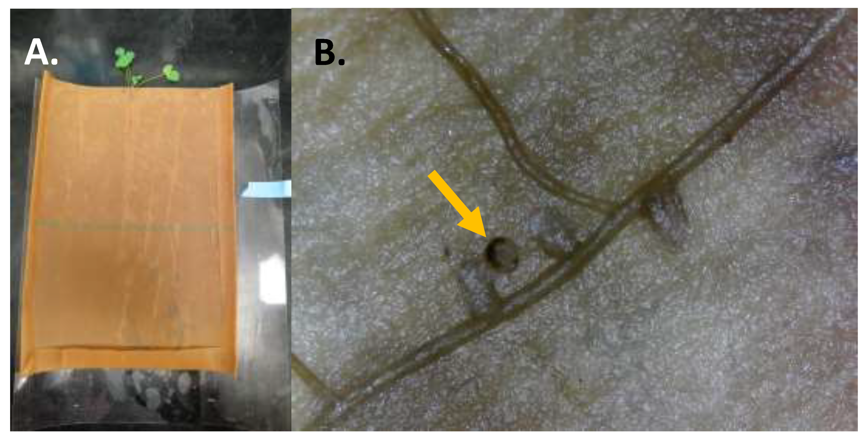 Insects 12 00906 g002