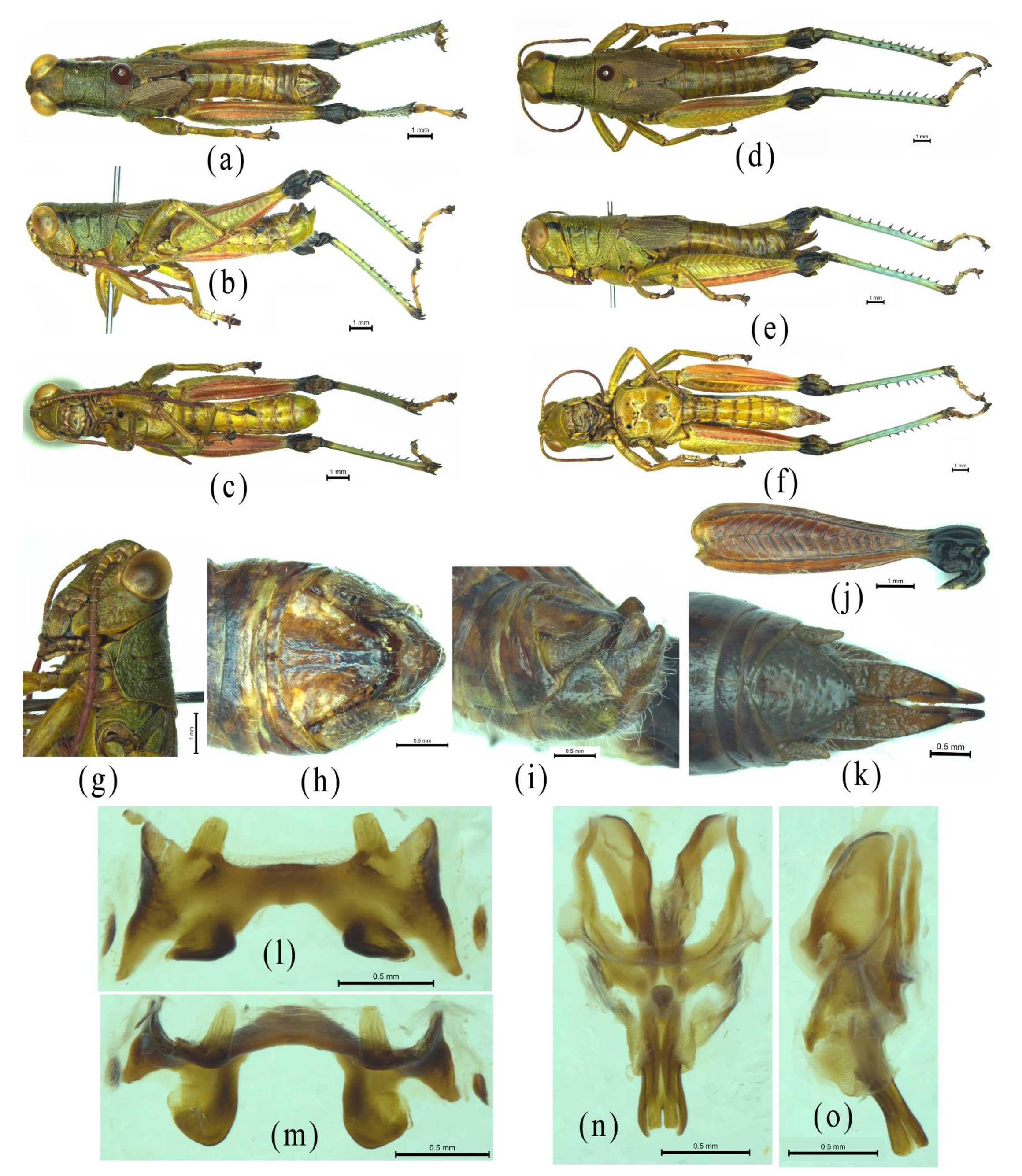 Insects 12 00918 g005