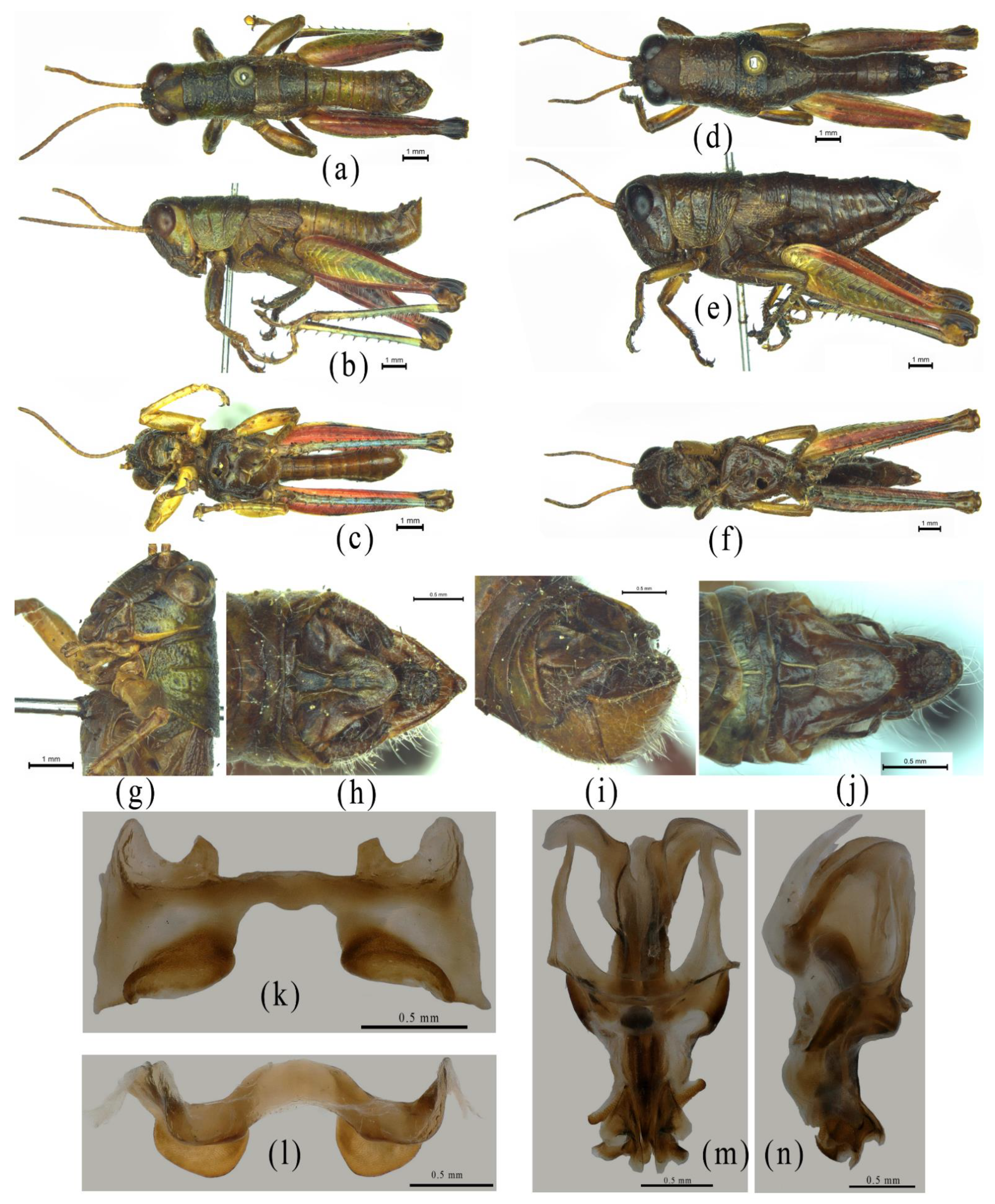 Insects 12 00918 g006