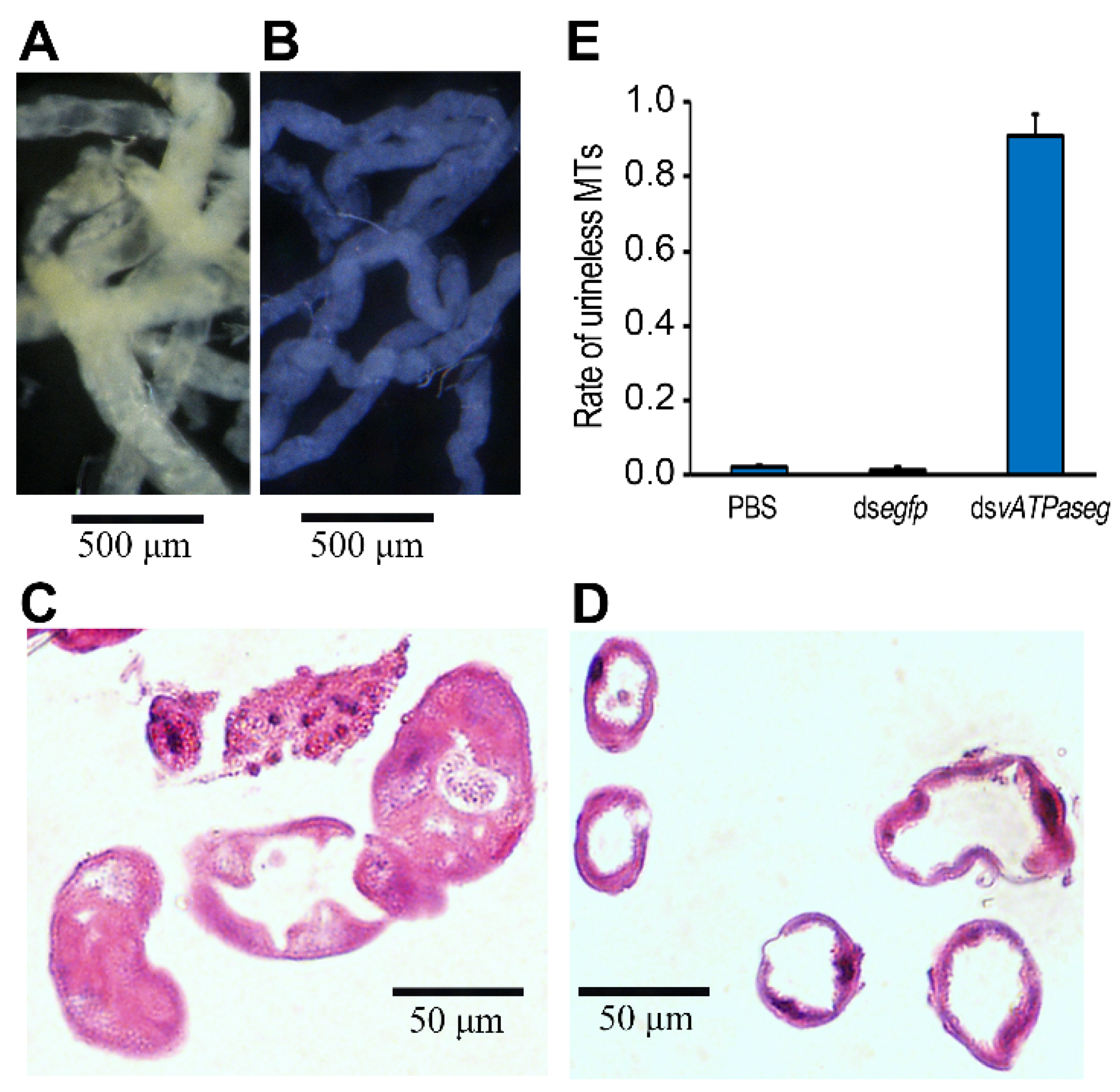 Insects 12 00935 g004