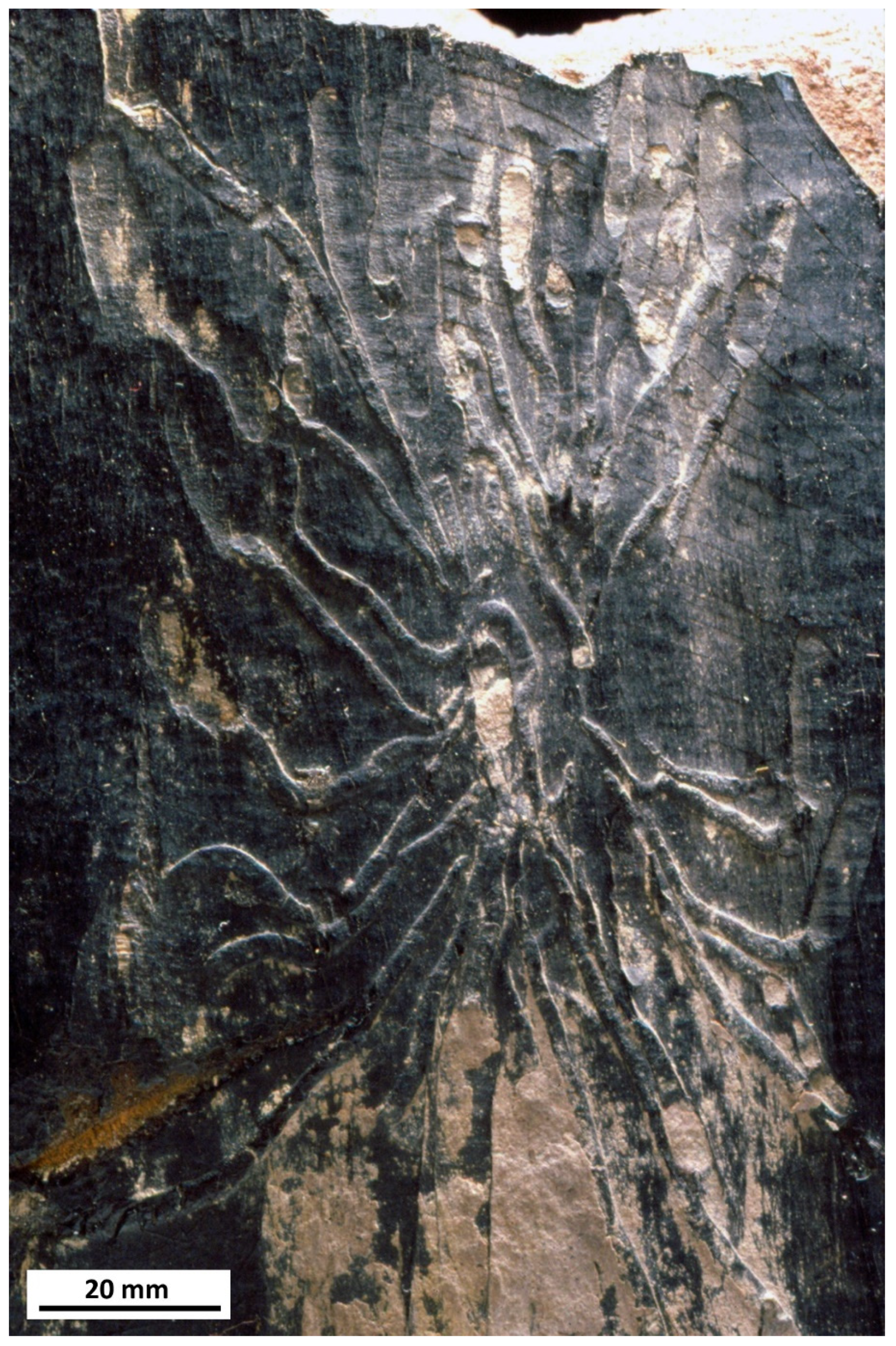 Insects 12 00942 g007