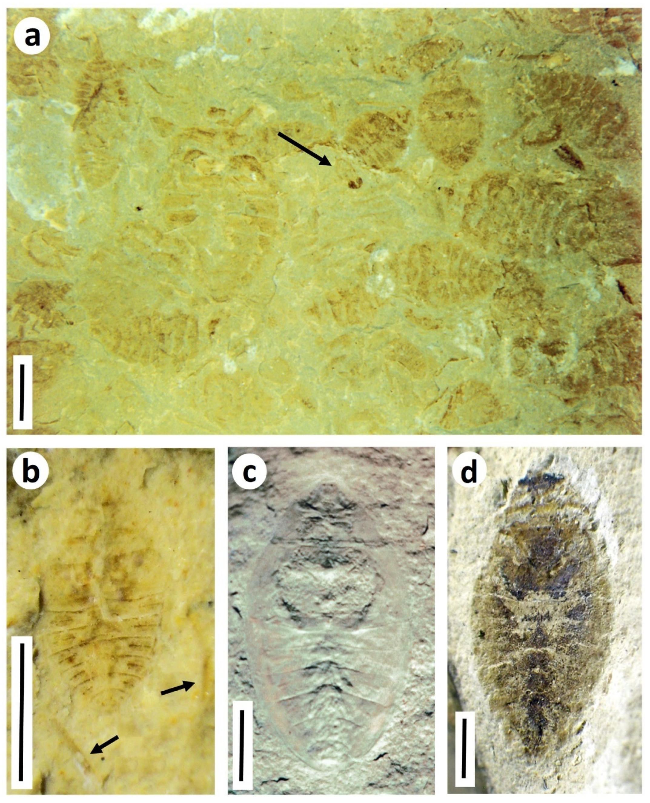 Insects 12 00942 g009