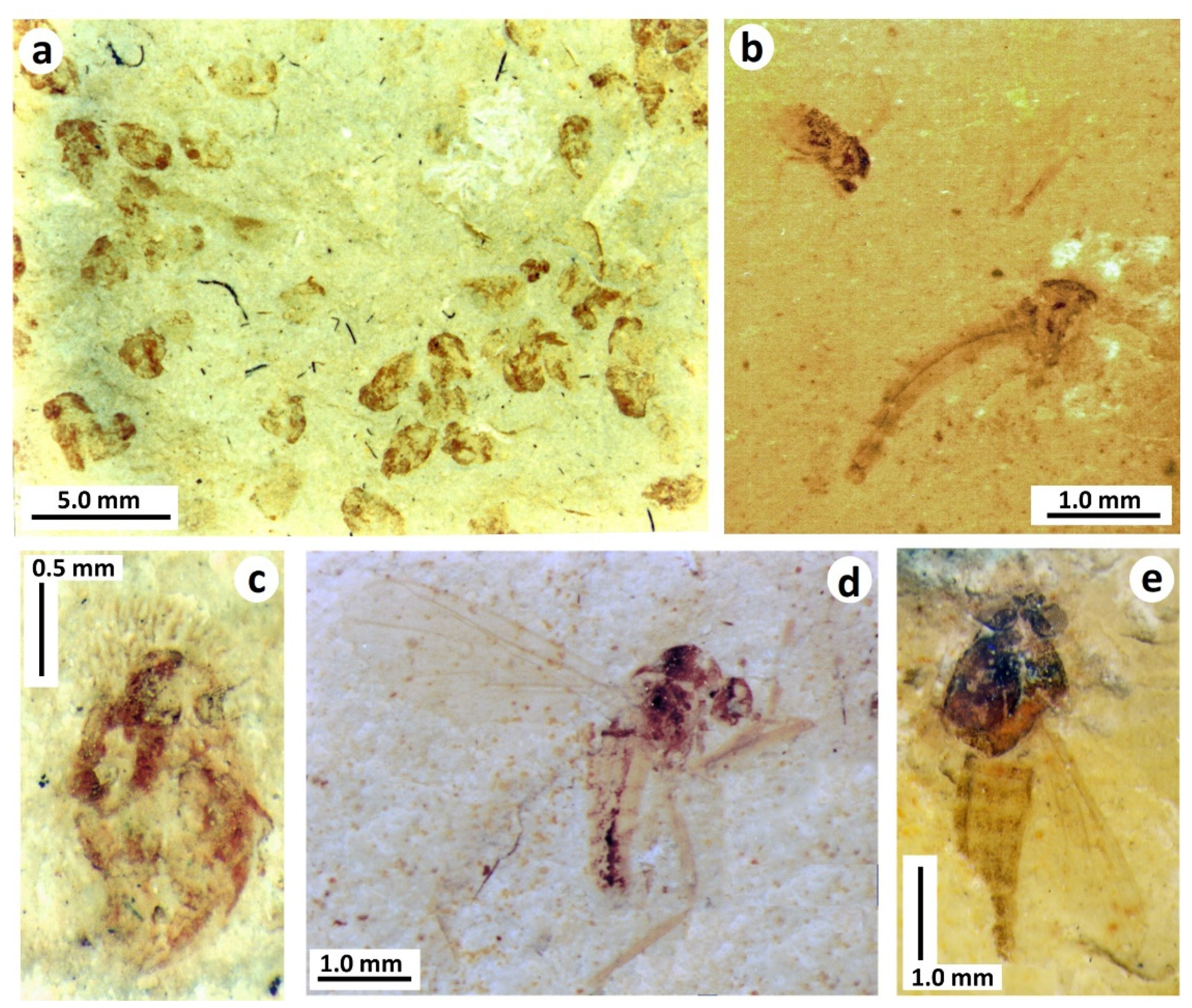 Insects 12 00942 g011