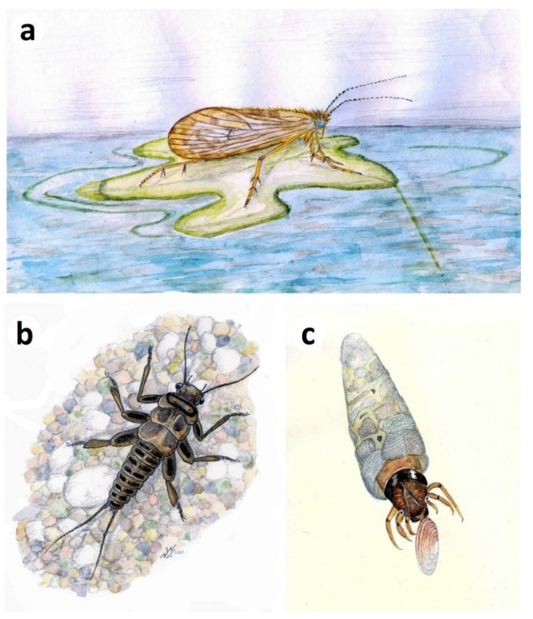 Insects 12 00942 g012