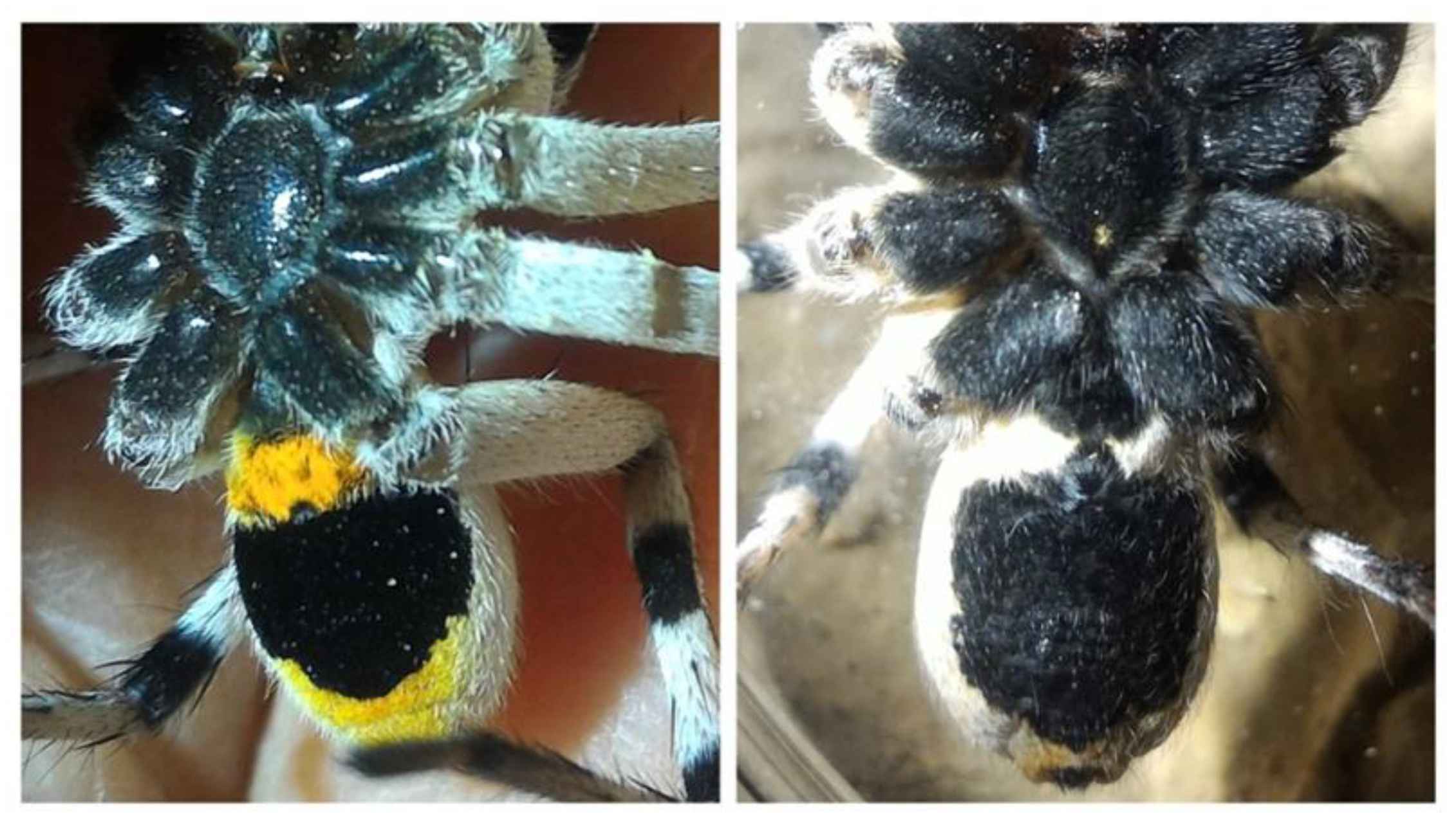 Insects 12 00943 g001