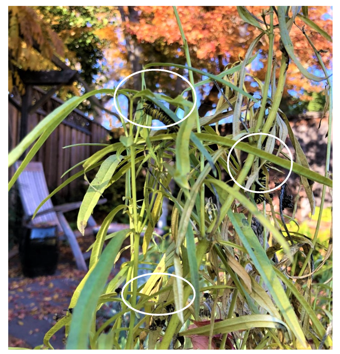 Insects 12 00946 g009