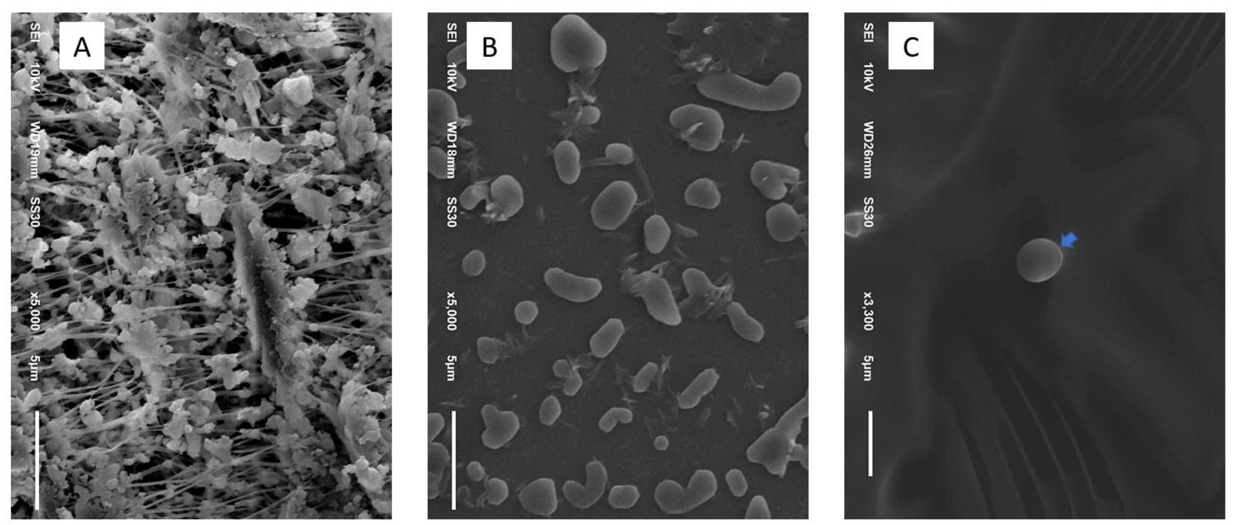 Insects 12 00948 g003 550