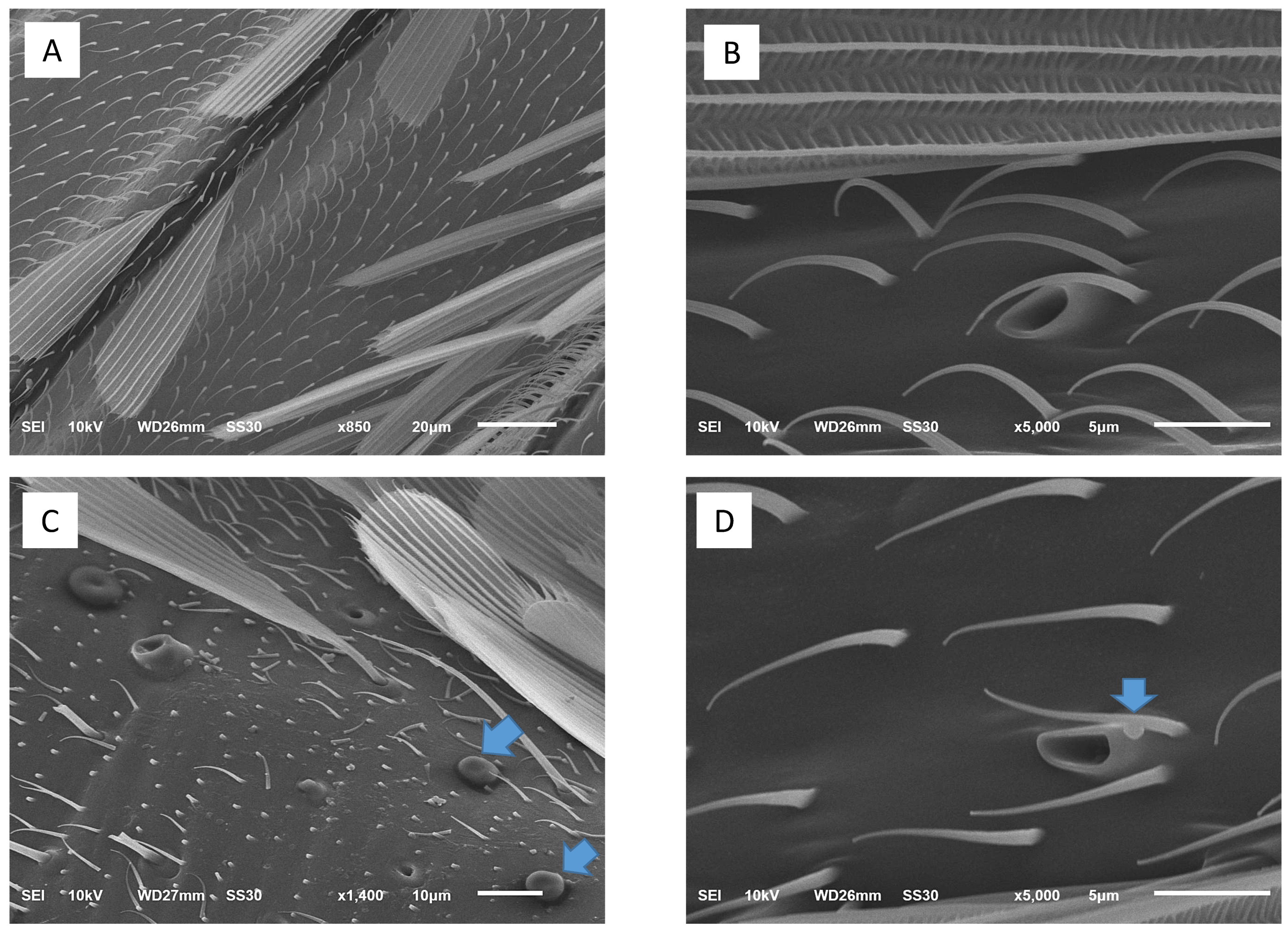 Insects 12 00948 g004 550