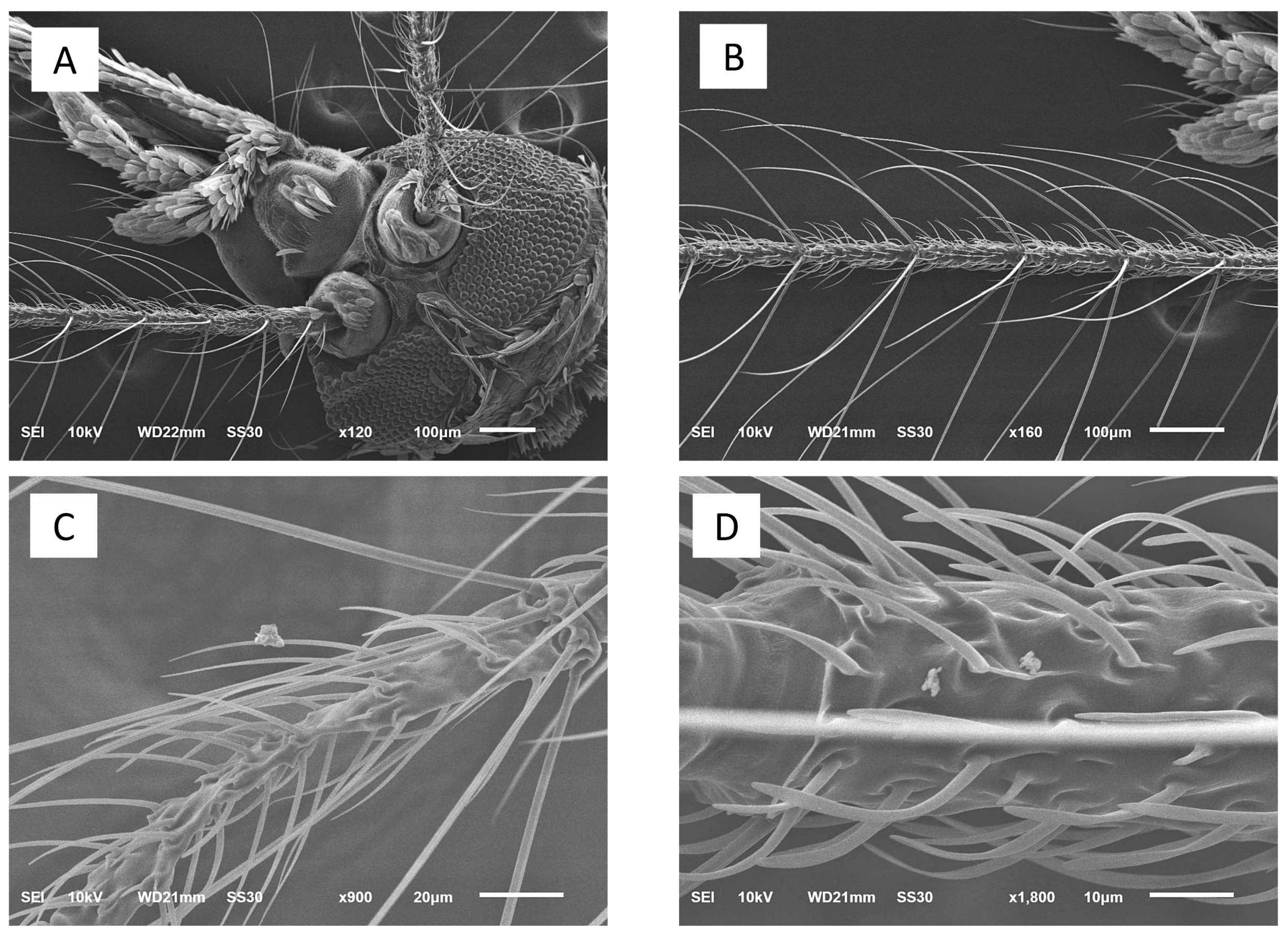 Insects 12 00948 g005 550