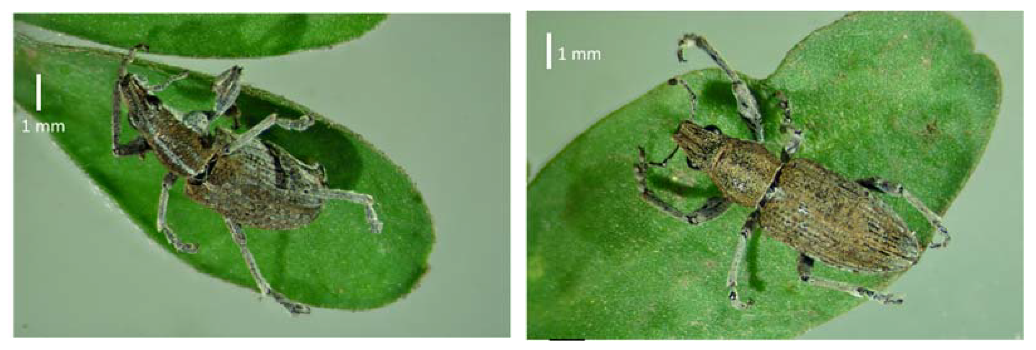 Insects 12 00950 g001