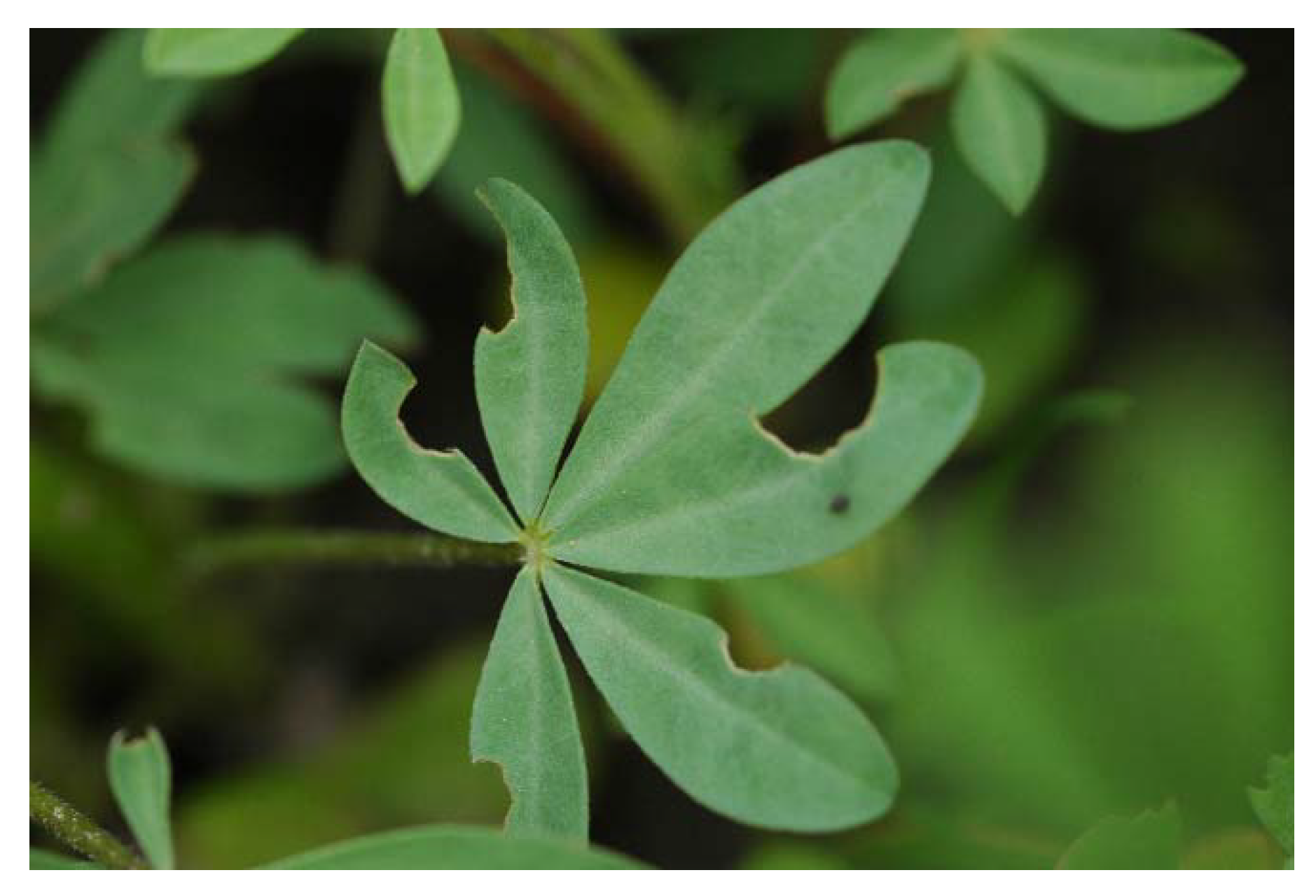 Insects 12 00950 g003