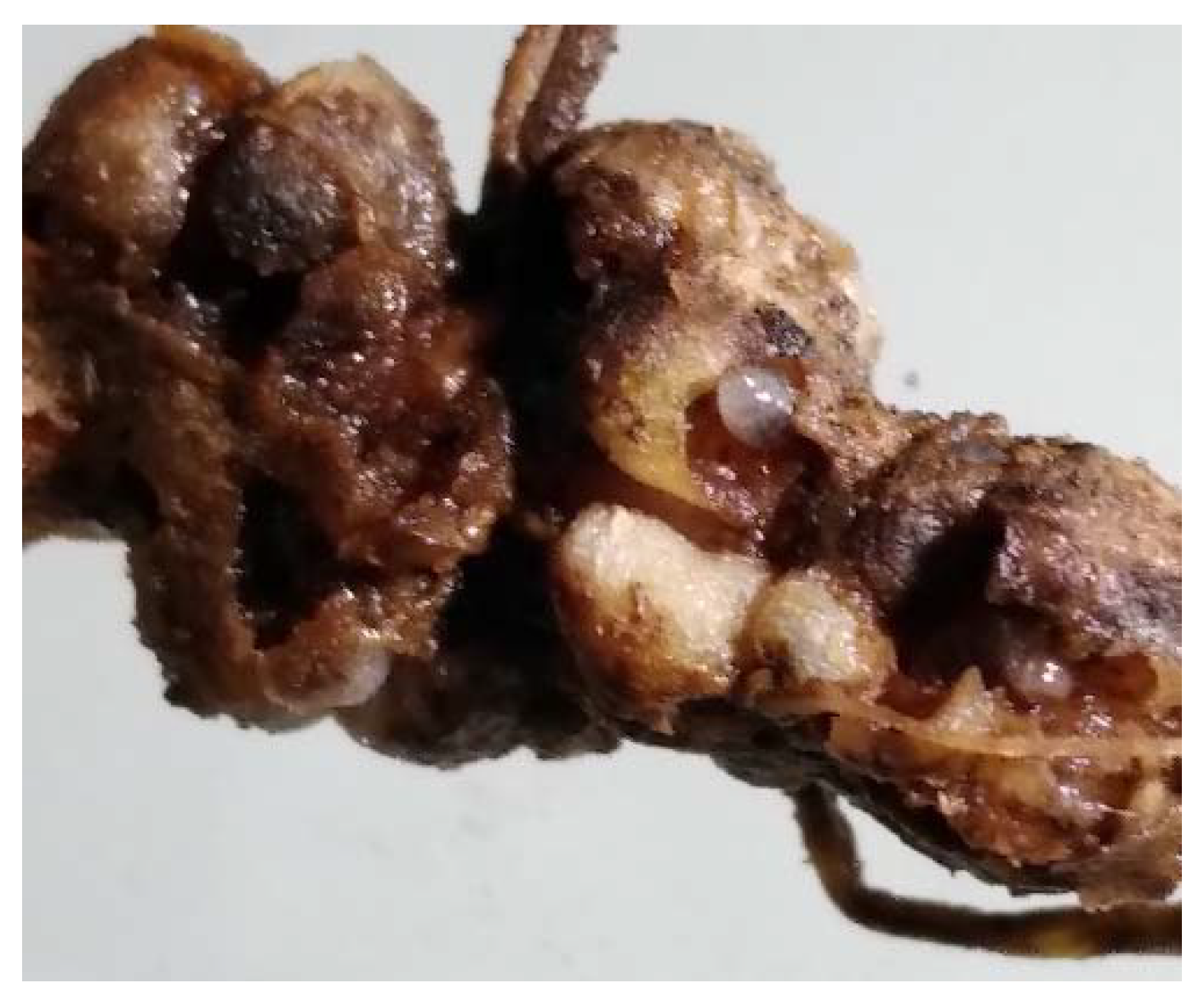 Insects 12 00950 g004