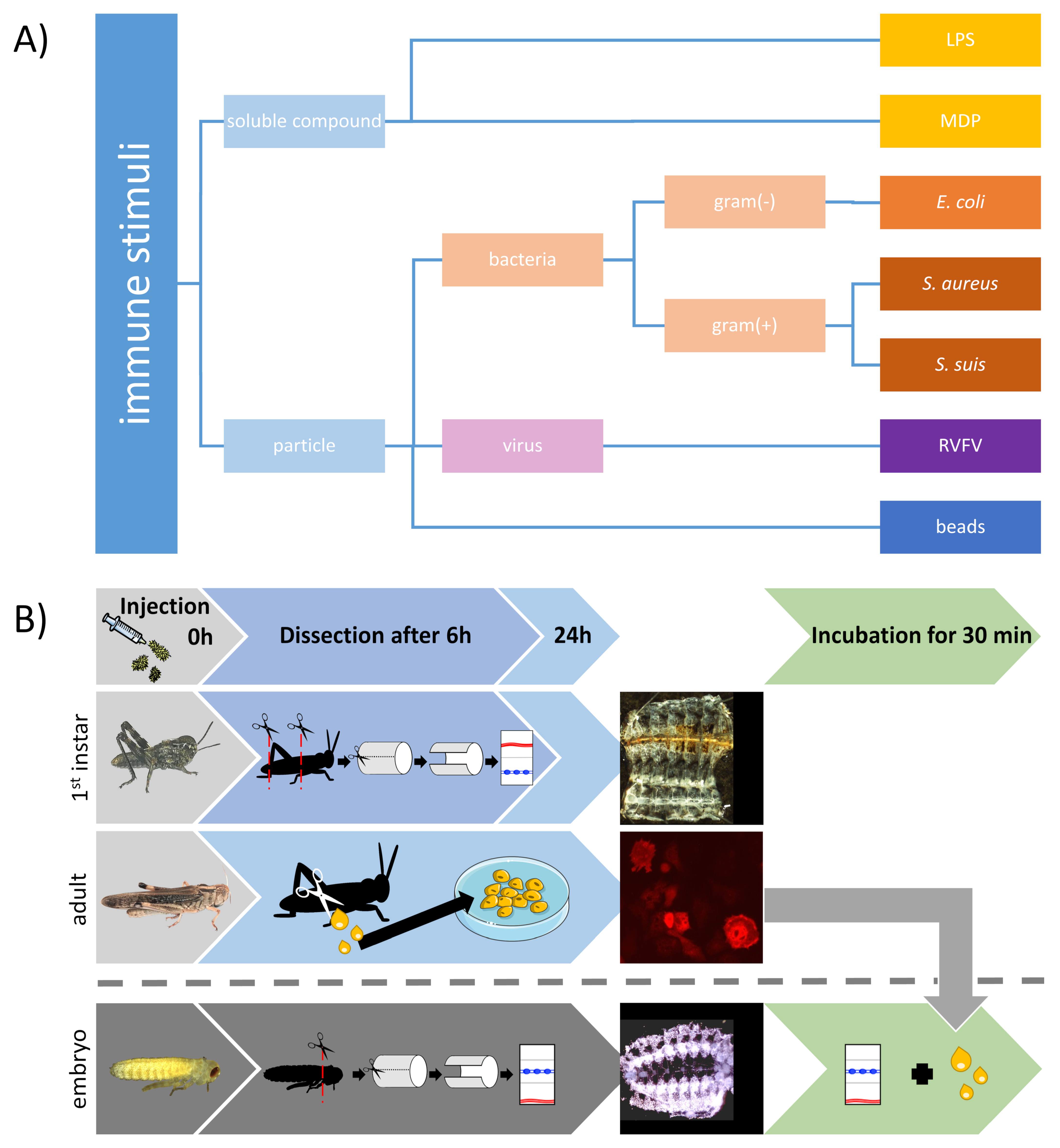Insects 12 00951 g001