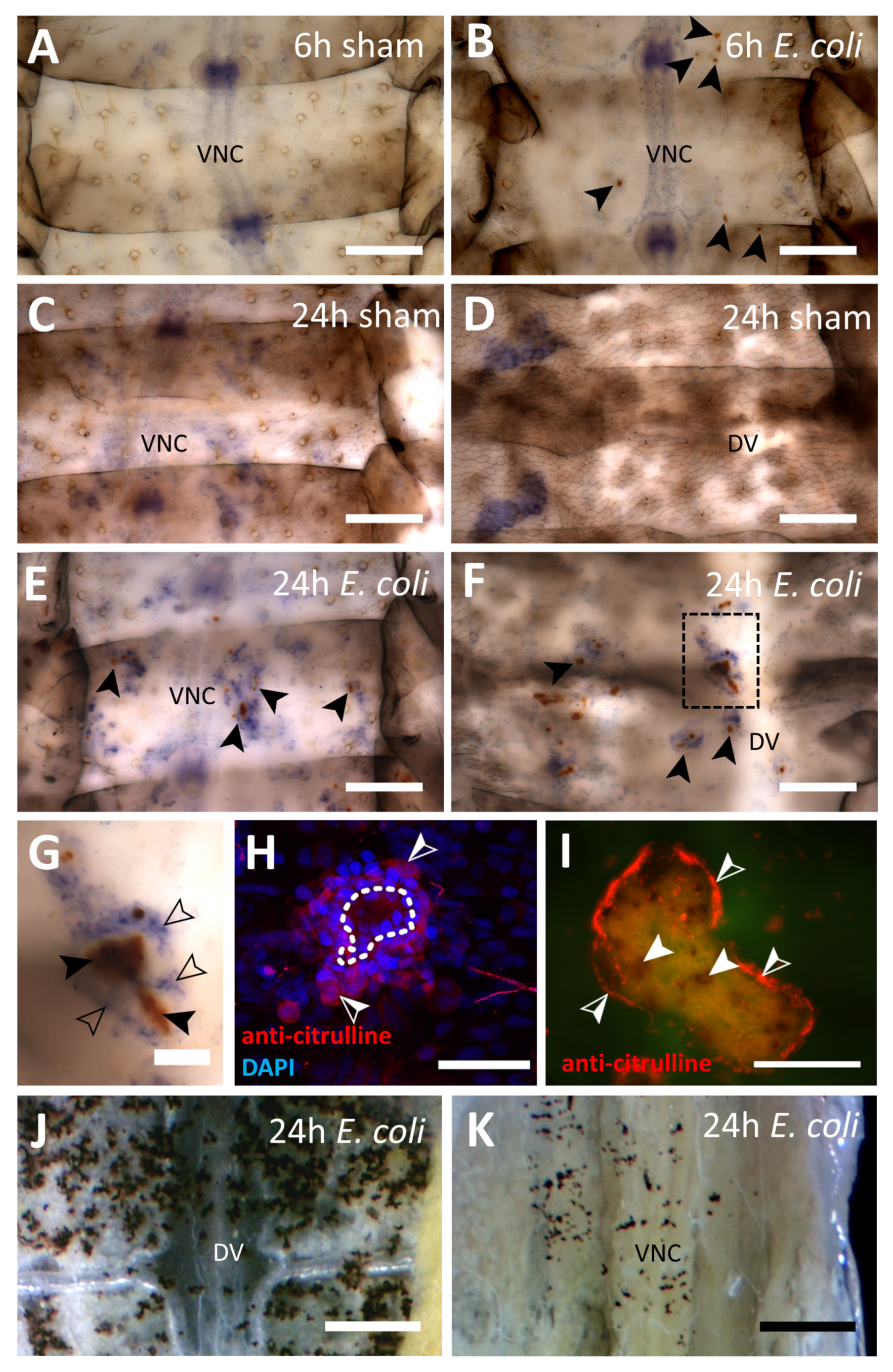 Insects 12 00951 g002
