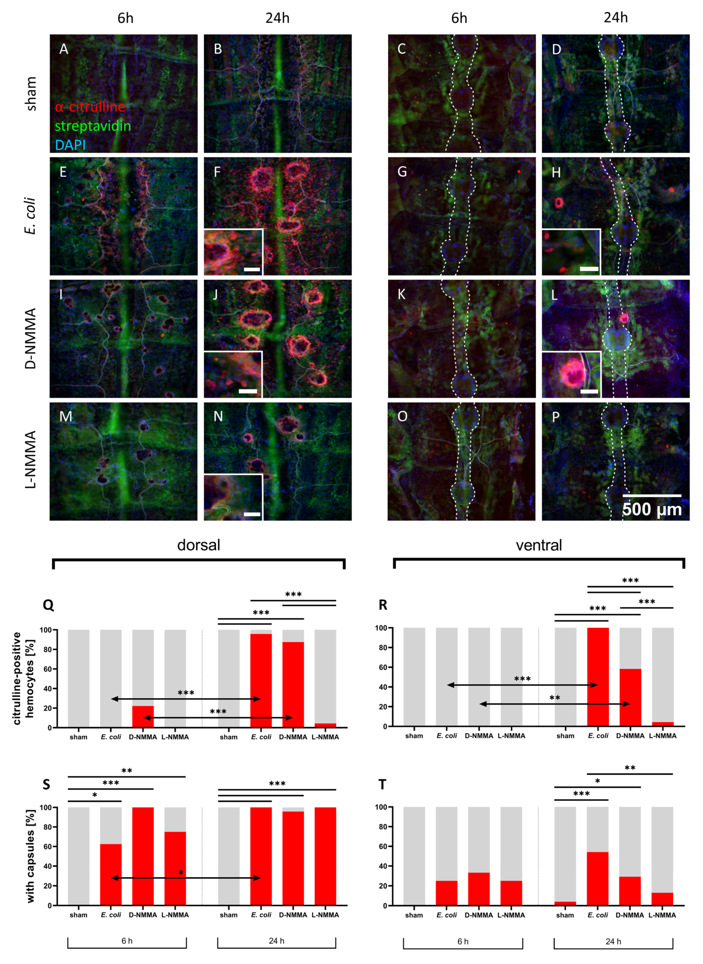 Insects 12 00951 g003