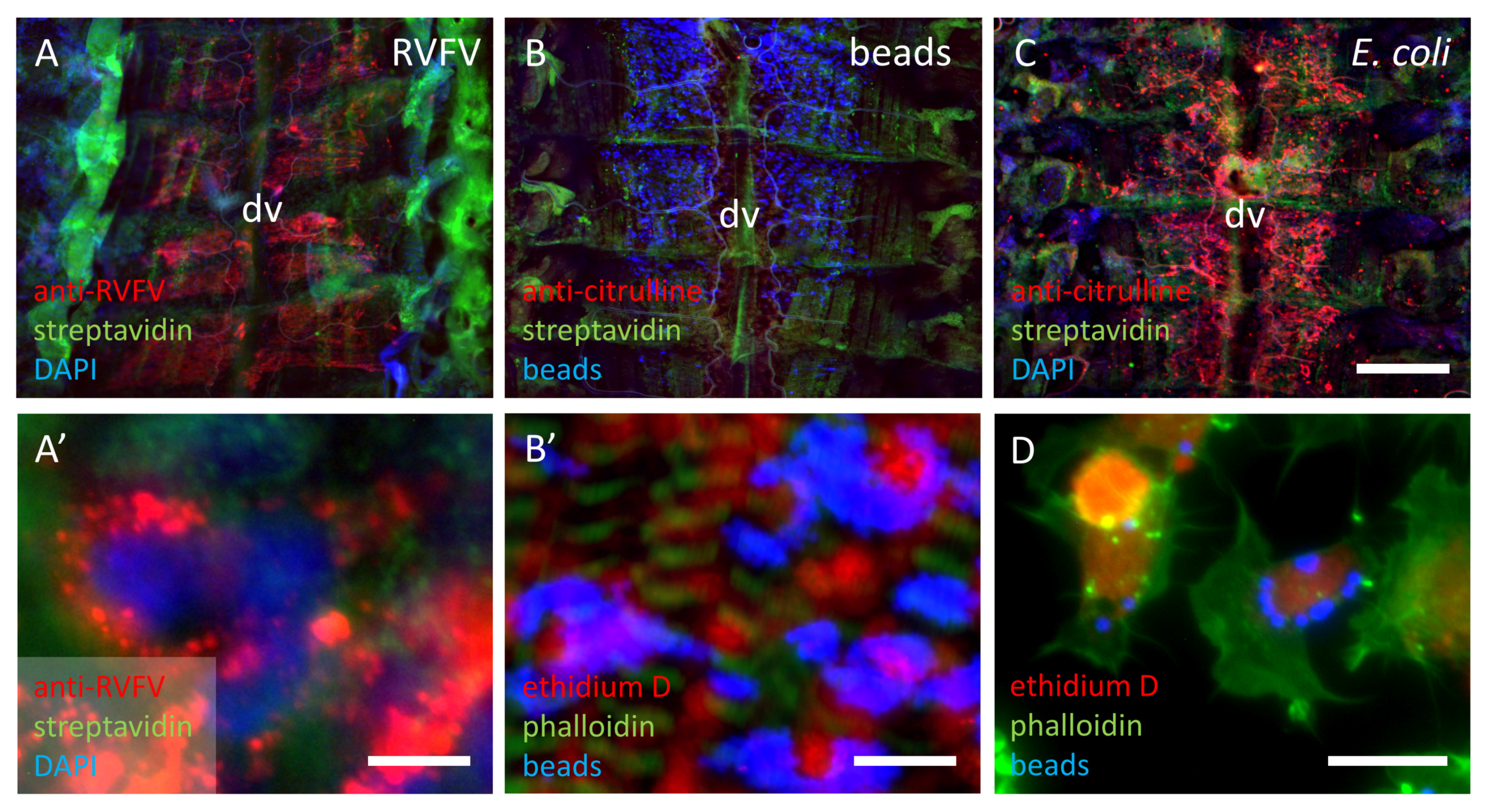 Insects 12 00951 g006
