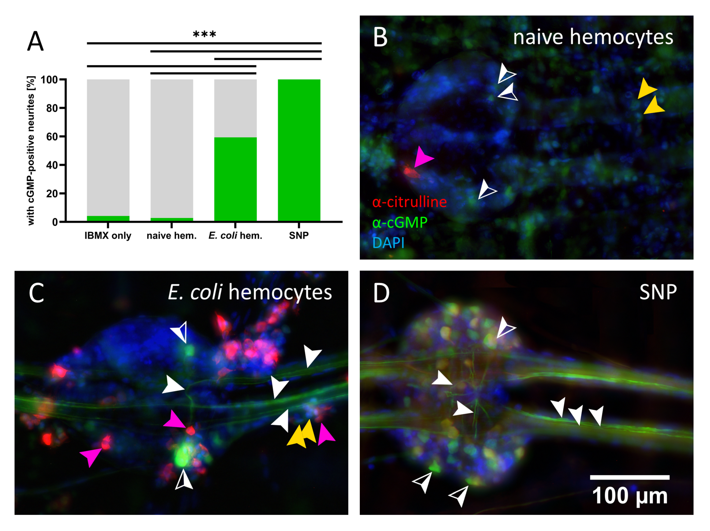 Insects 12 00951 g008