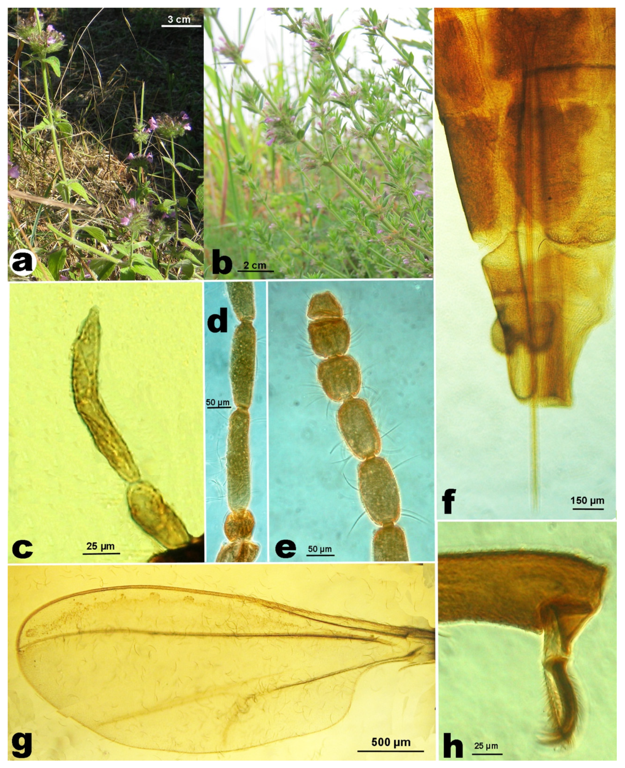 Insects 12 00958 g001 550