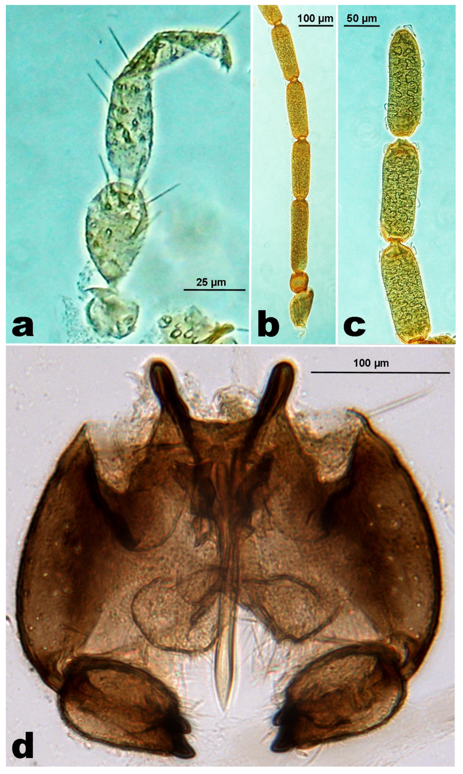 Insects 12 00958 g003 550