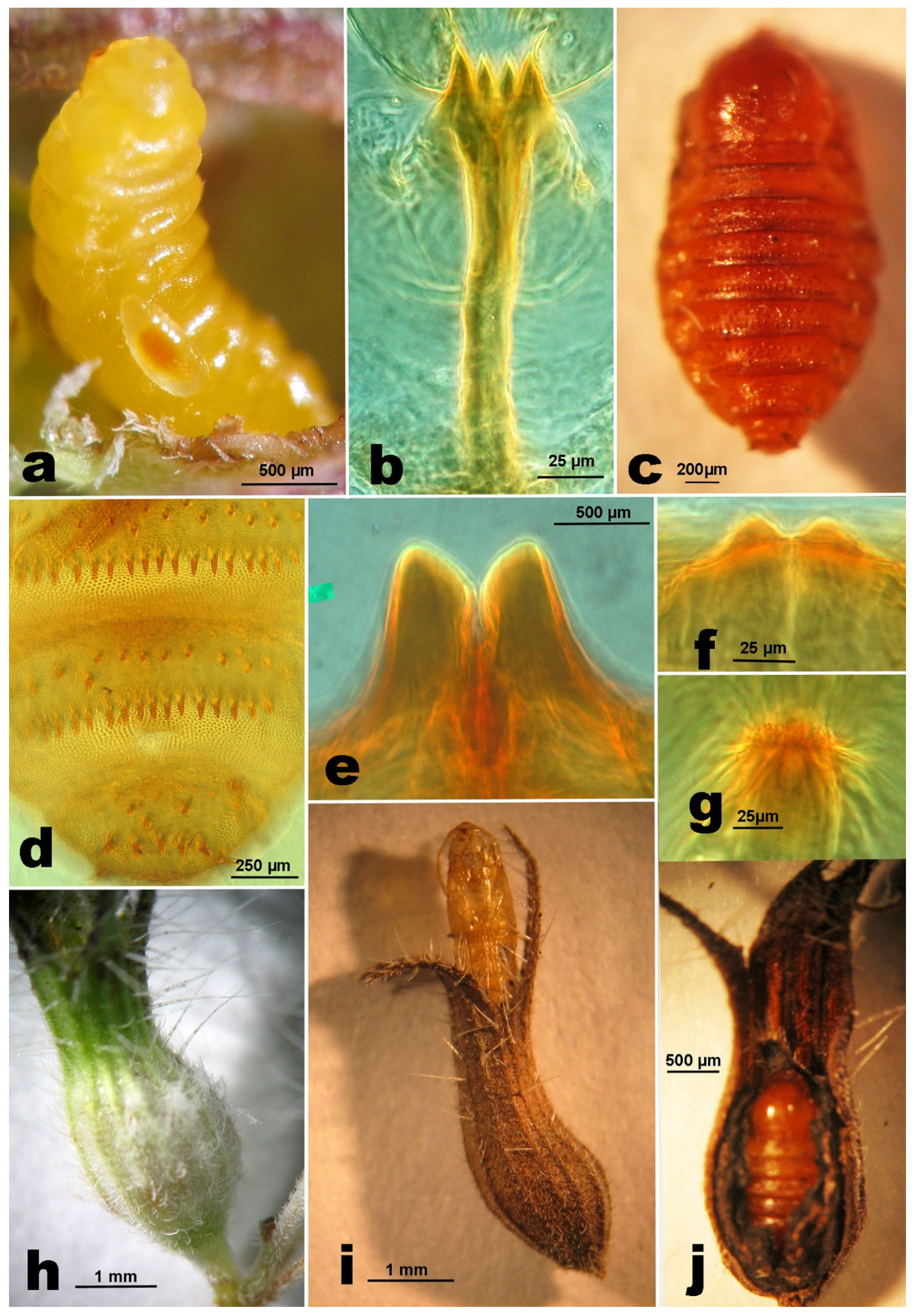 Insects 12 00958 g004 550