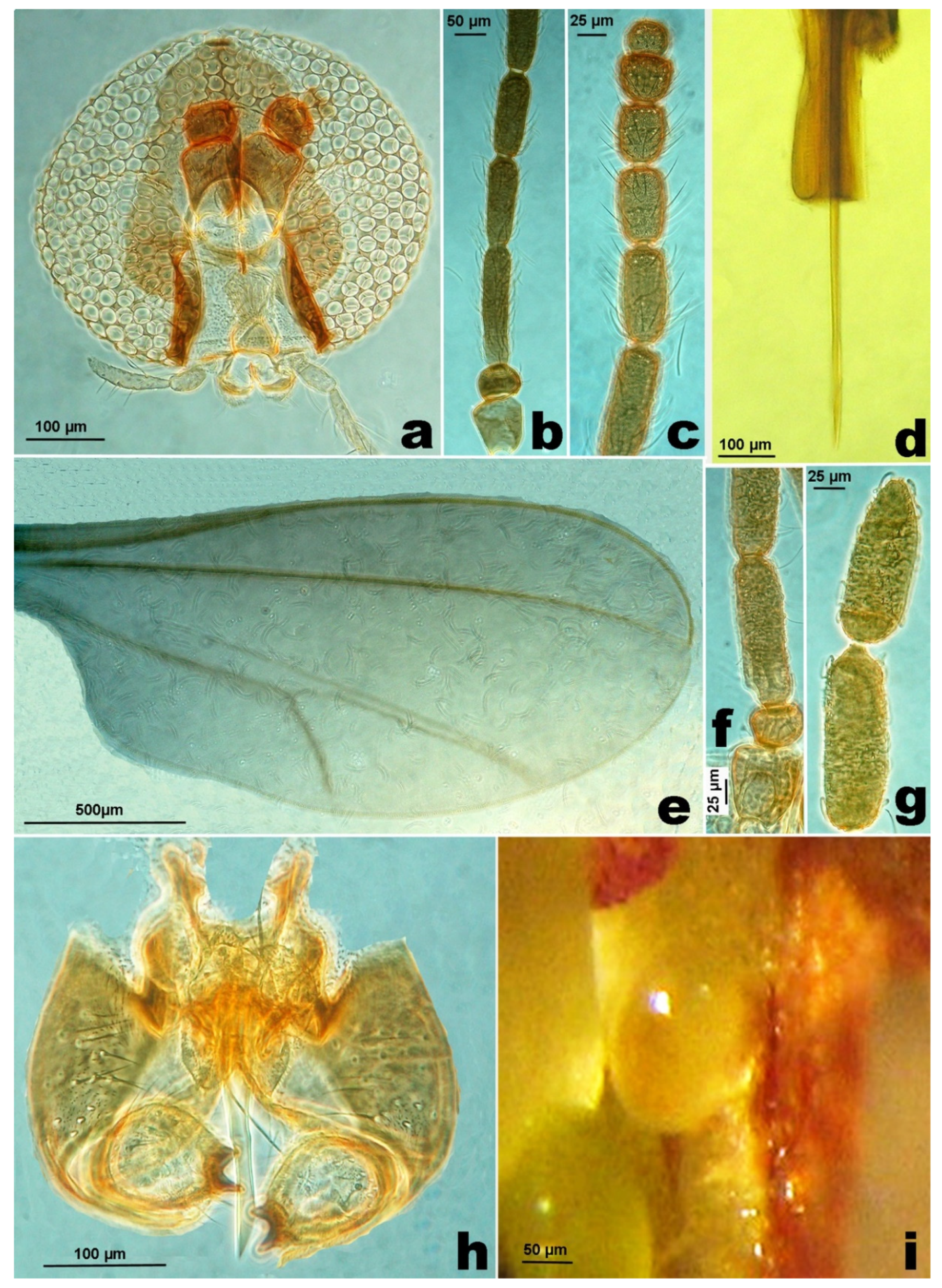 Insects 12 00958 g005 550