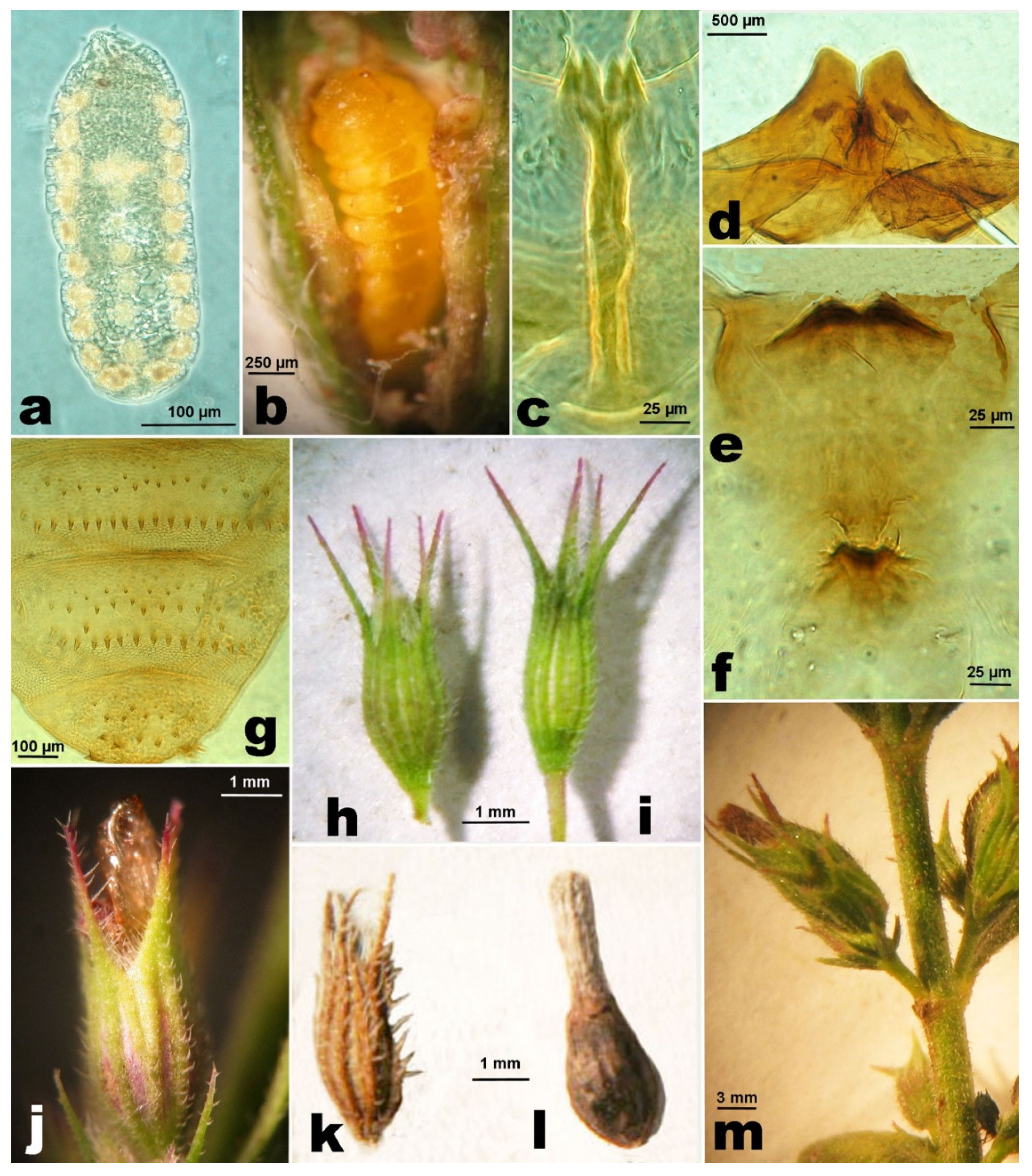 Insects 12 00958 g006 550