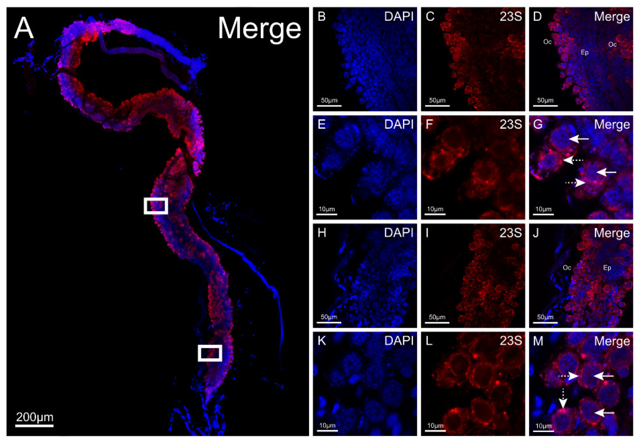 Insects 12 00968 g008