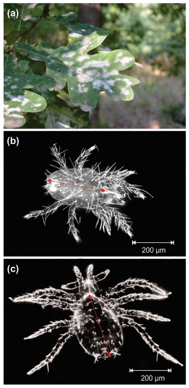 Insects 12 00981 g001