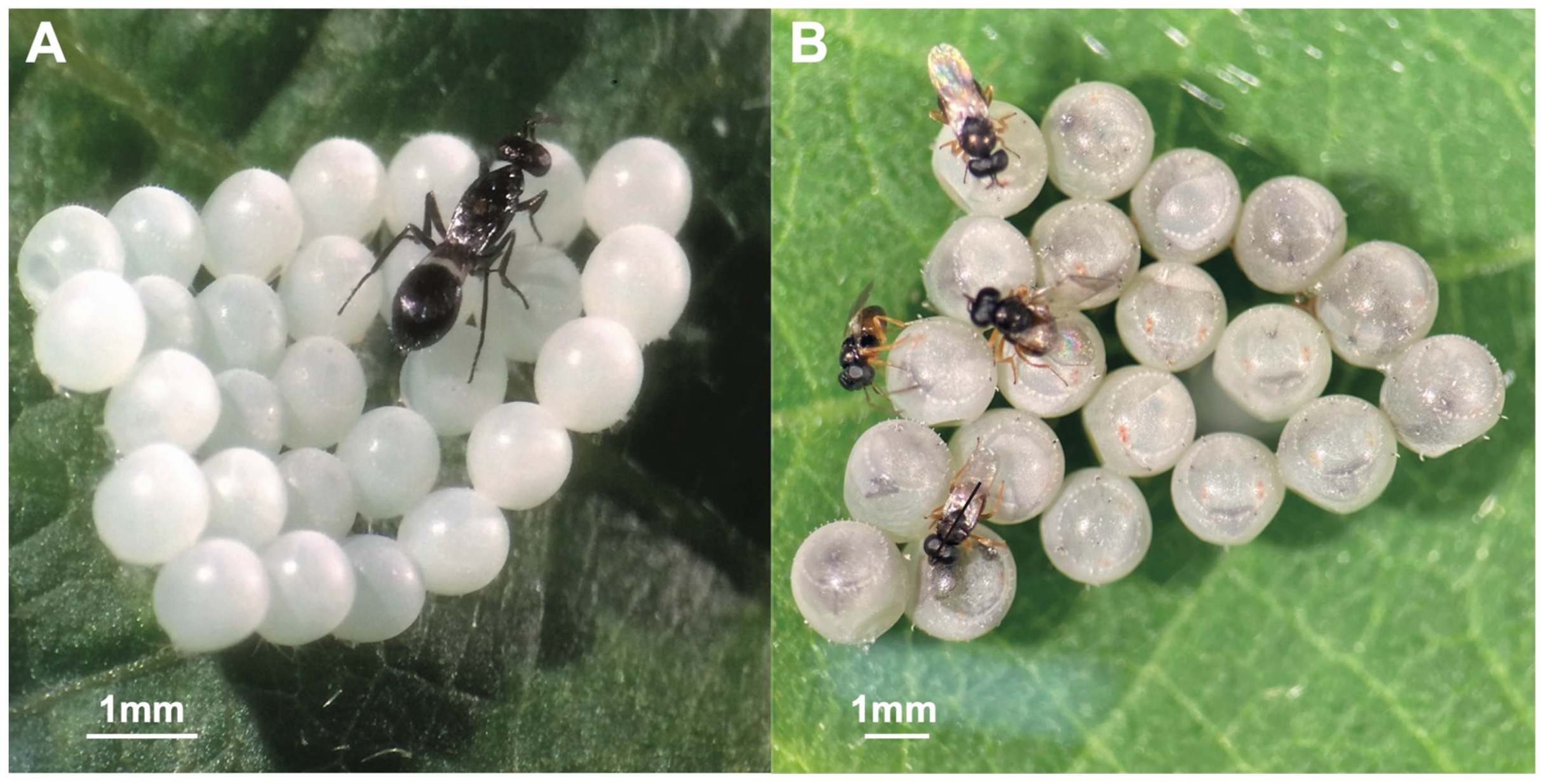 Insects 12 00984 g002 Insects 12 00984 g002