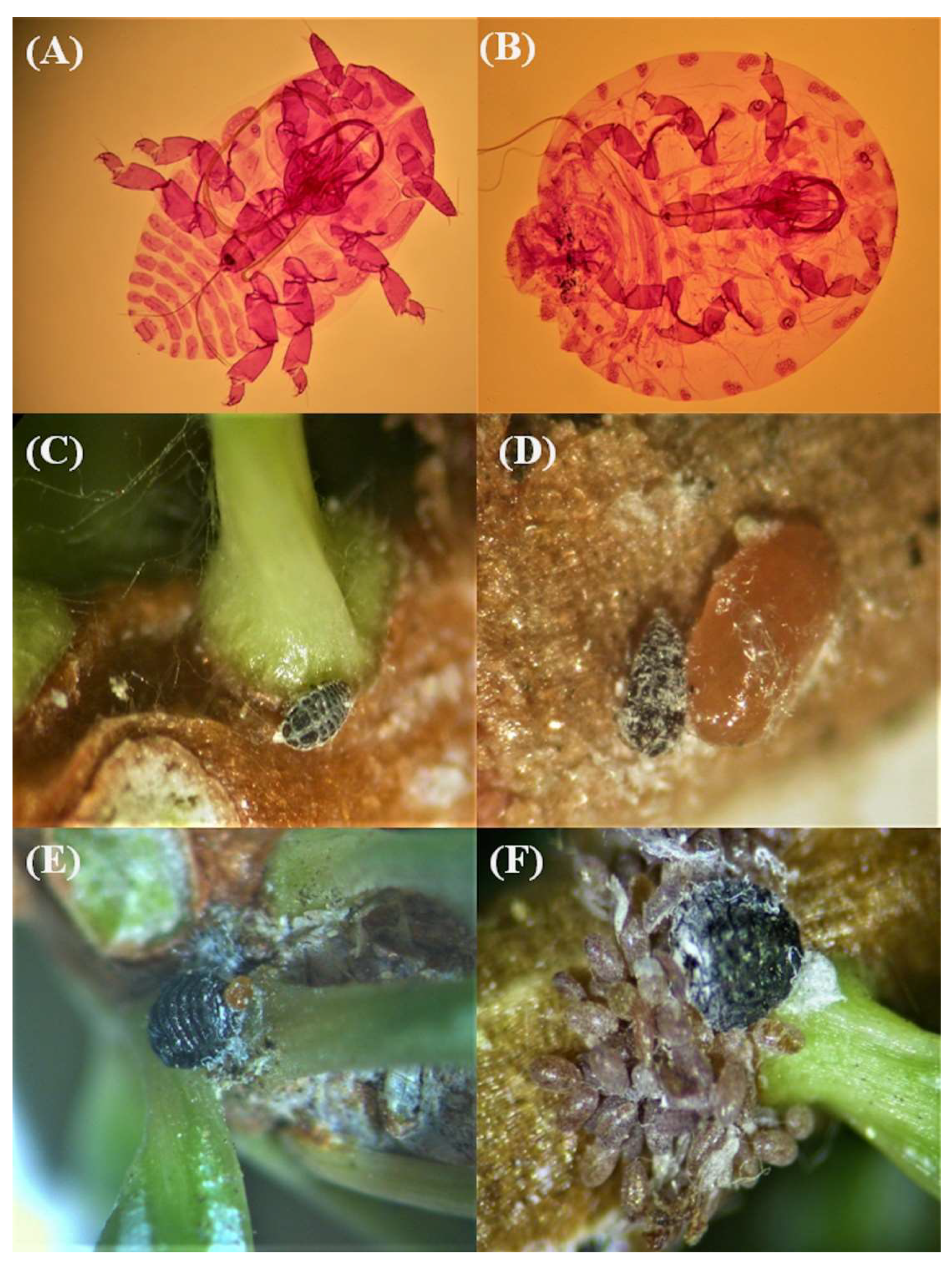 Insects 12 01001 g008