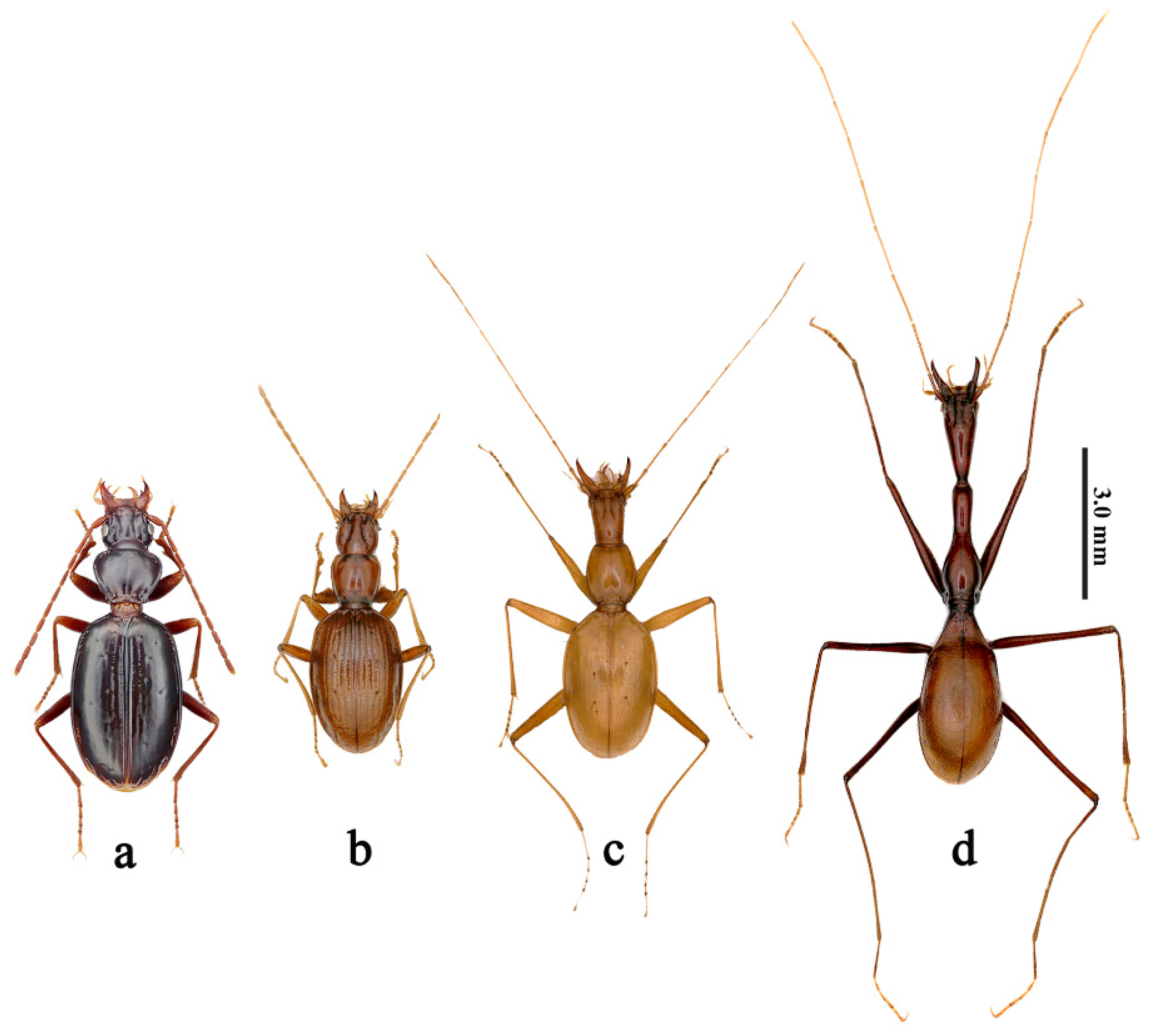 Insects Free FullText Morphological Adaptation of CaveDwelling