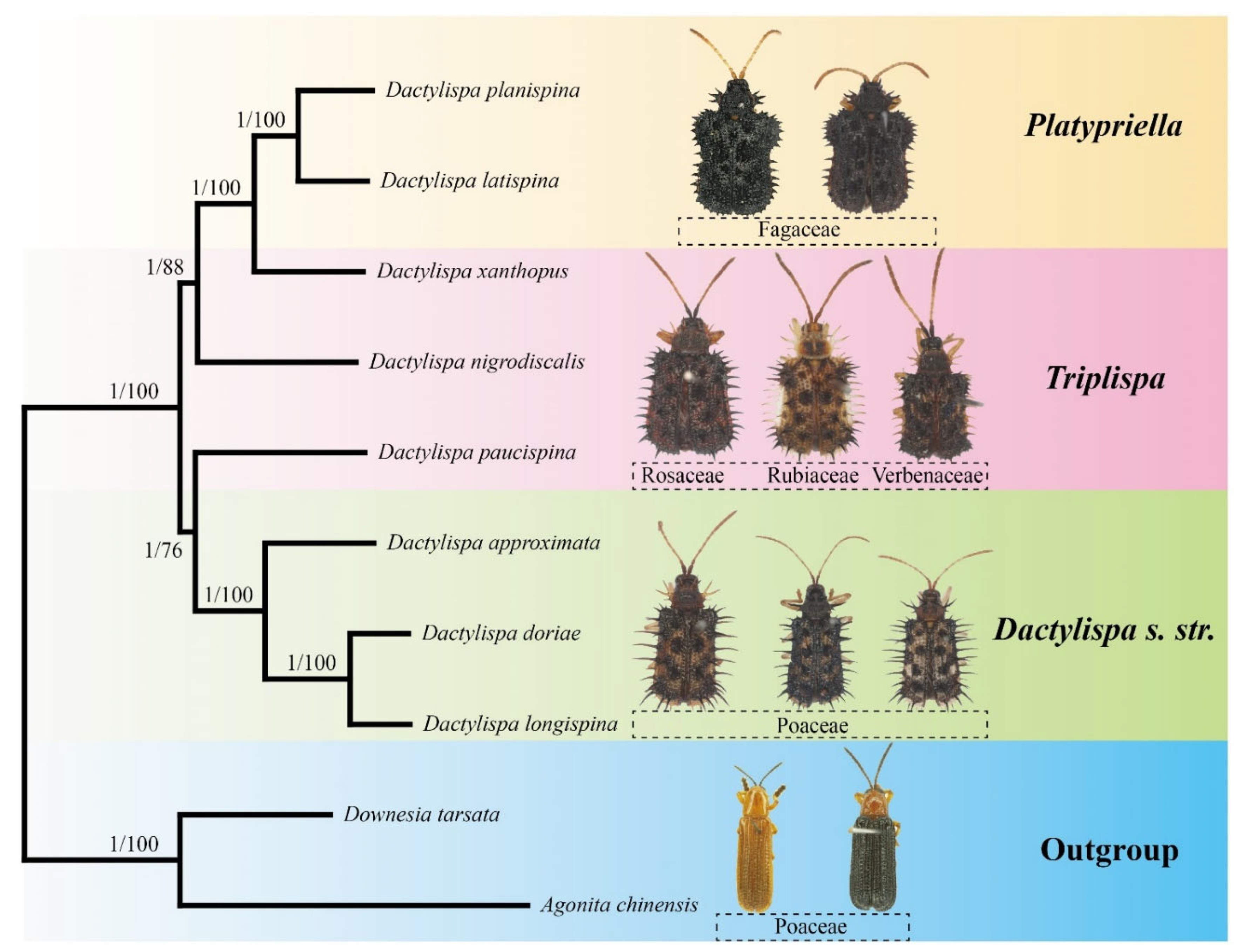 Insects 12 01005 g006