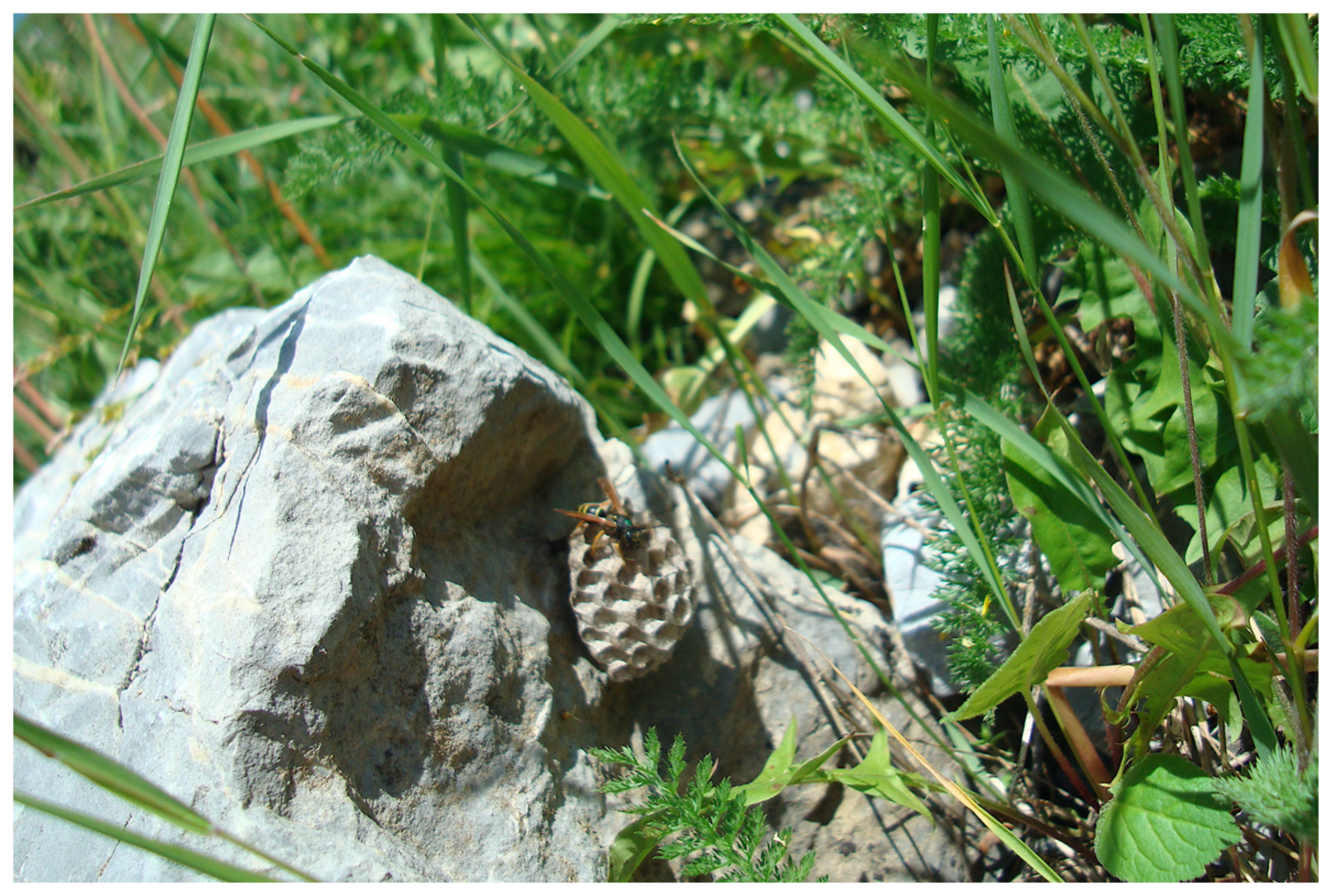 Insects 12 01006 g001 Insects 12 01006 g001