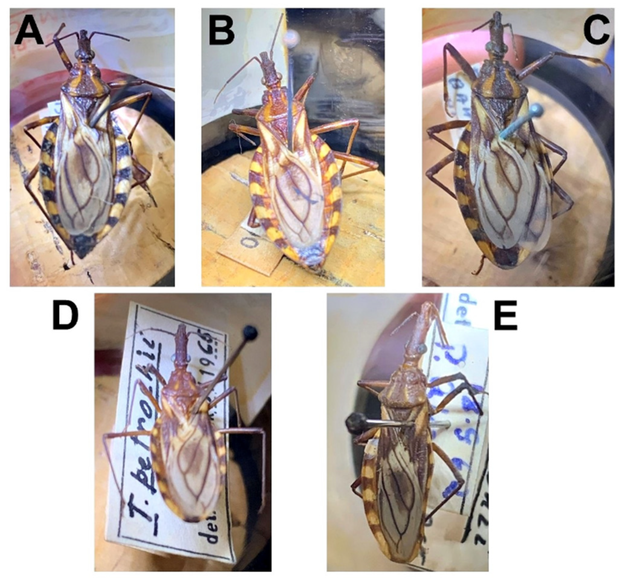 Insects 12 01015 g002 Insects 12 01015 g002