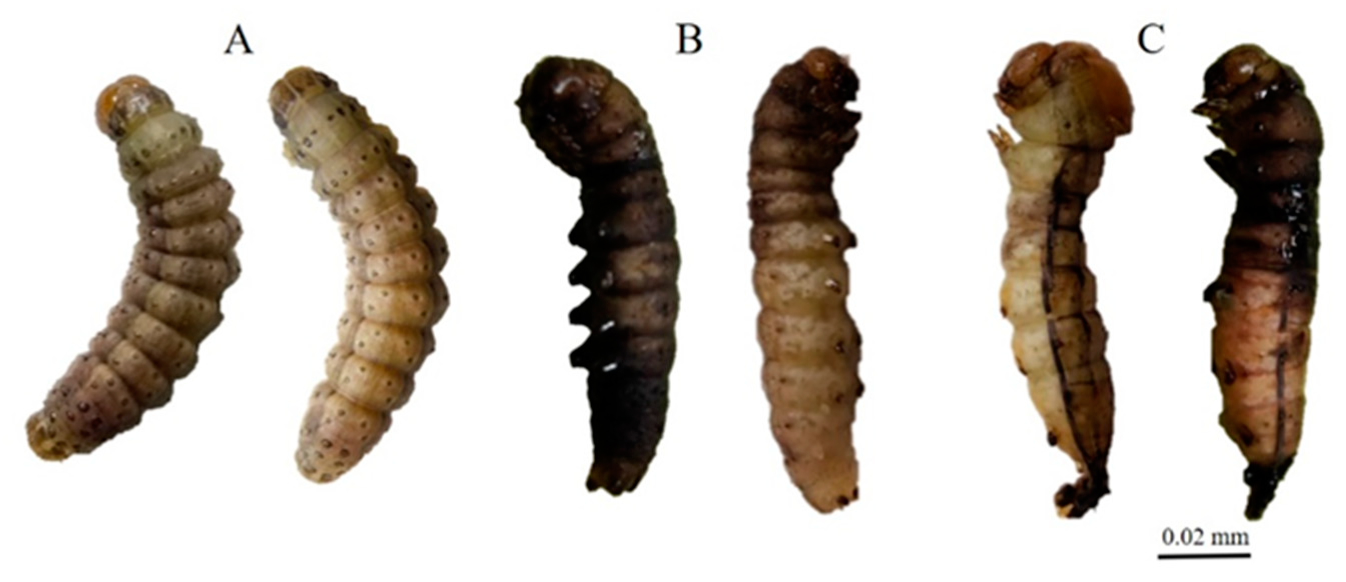 Insects 12 01017 g003 550