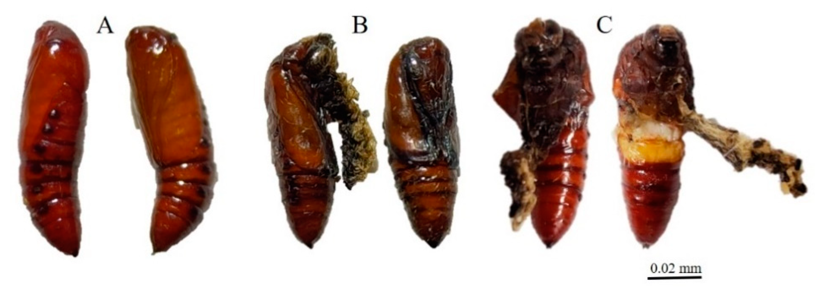 Insects 12 01017 g004 550