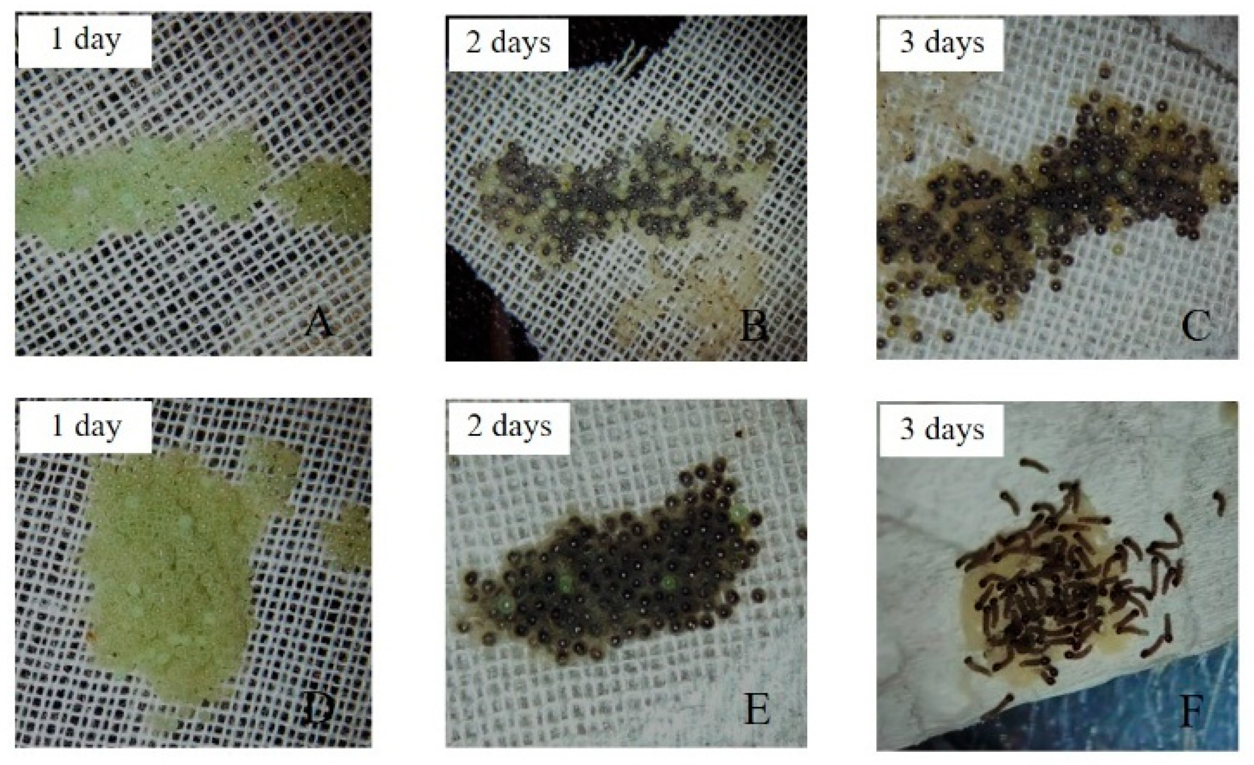 Insects 12 01017 g005 550