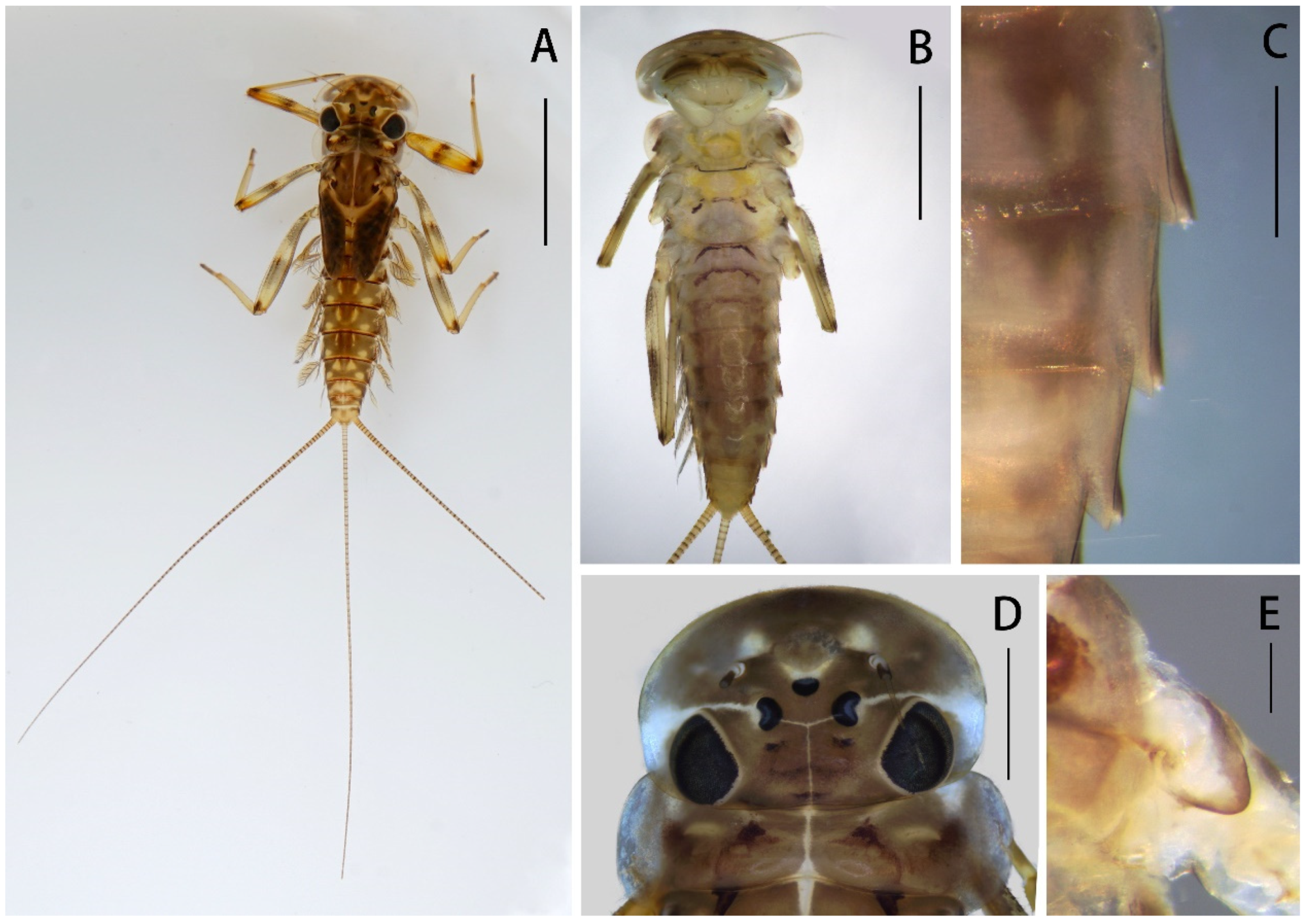 Insects 12 01020 g001