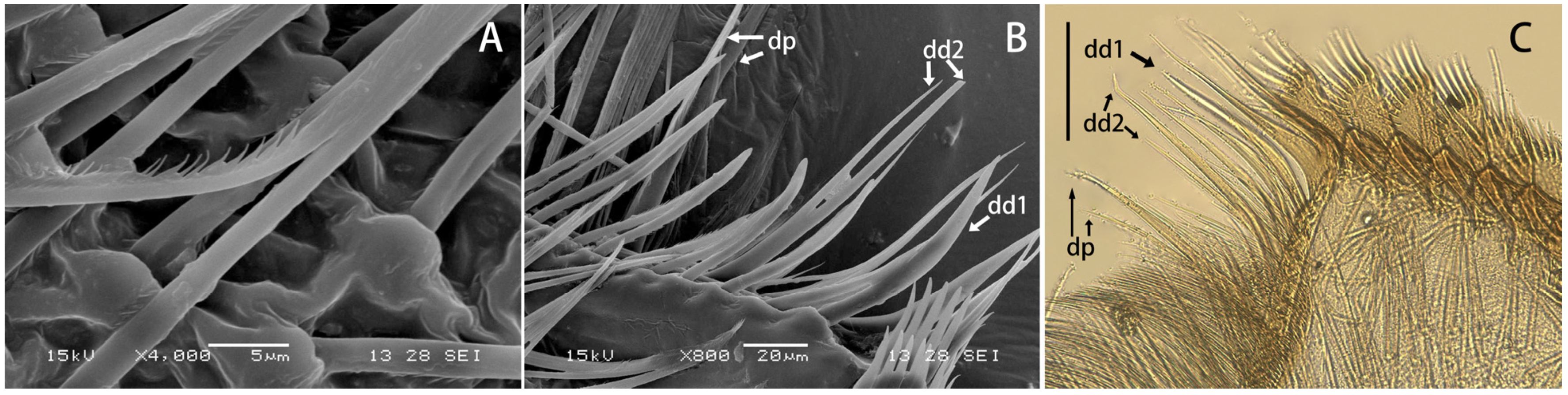 Insects 12 01020 g003