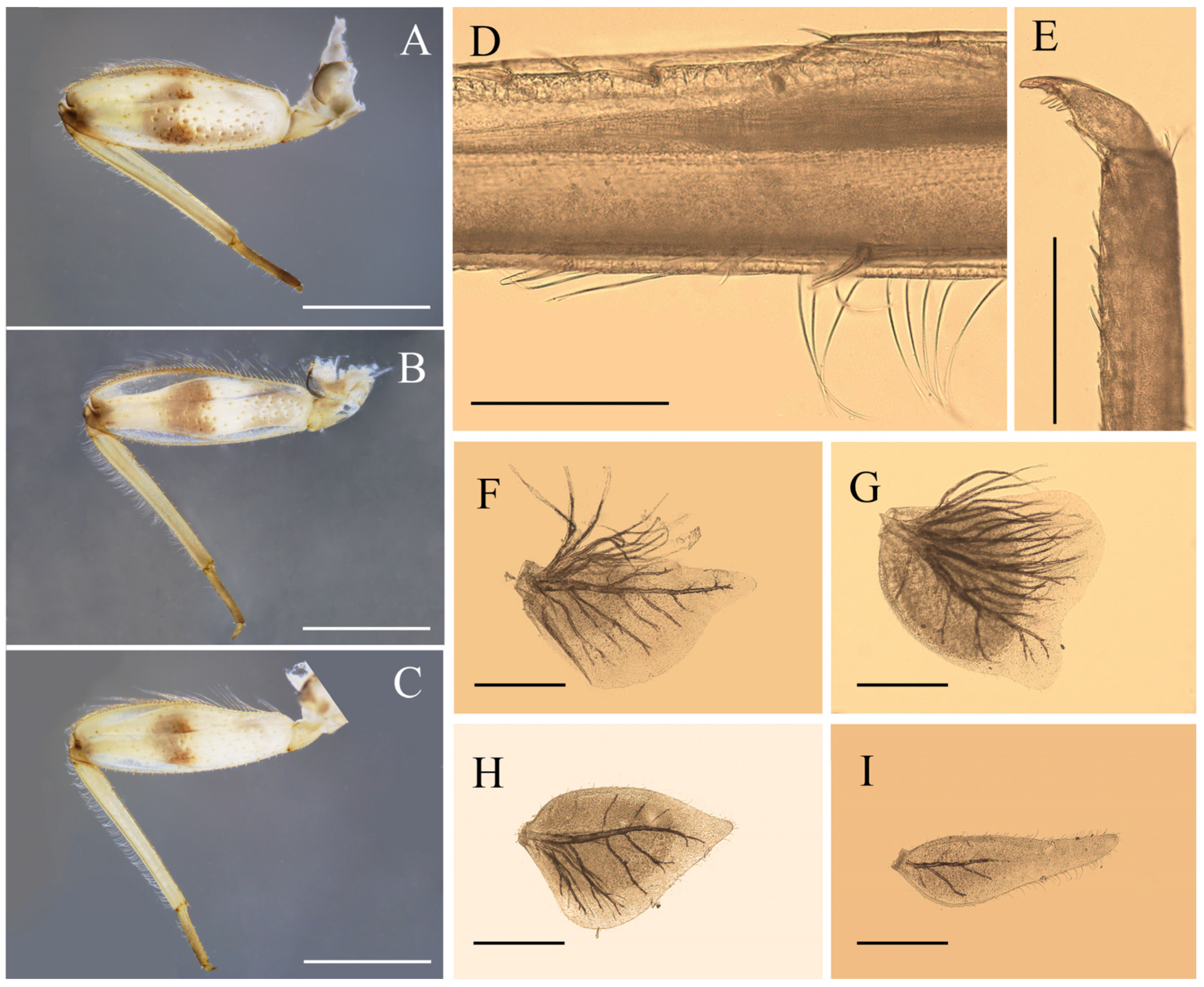 Insects 12 01020 g004