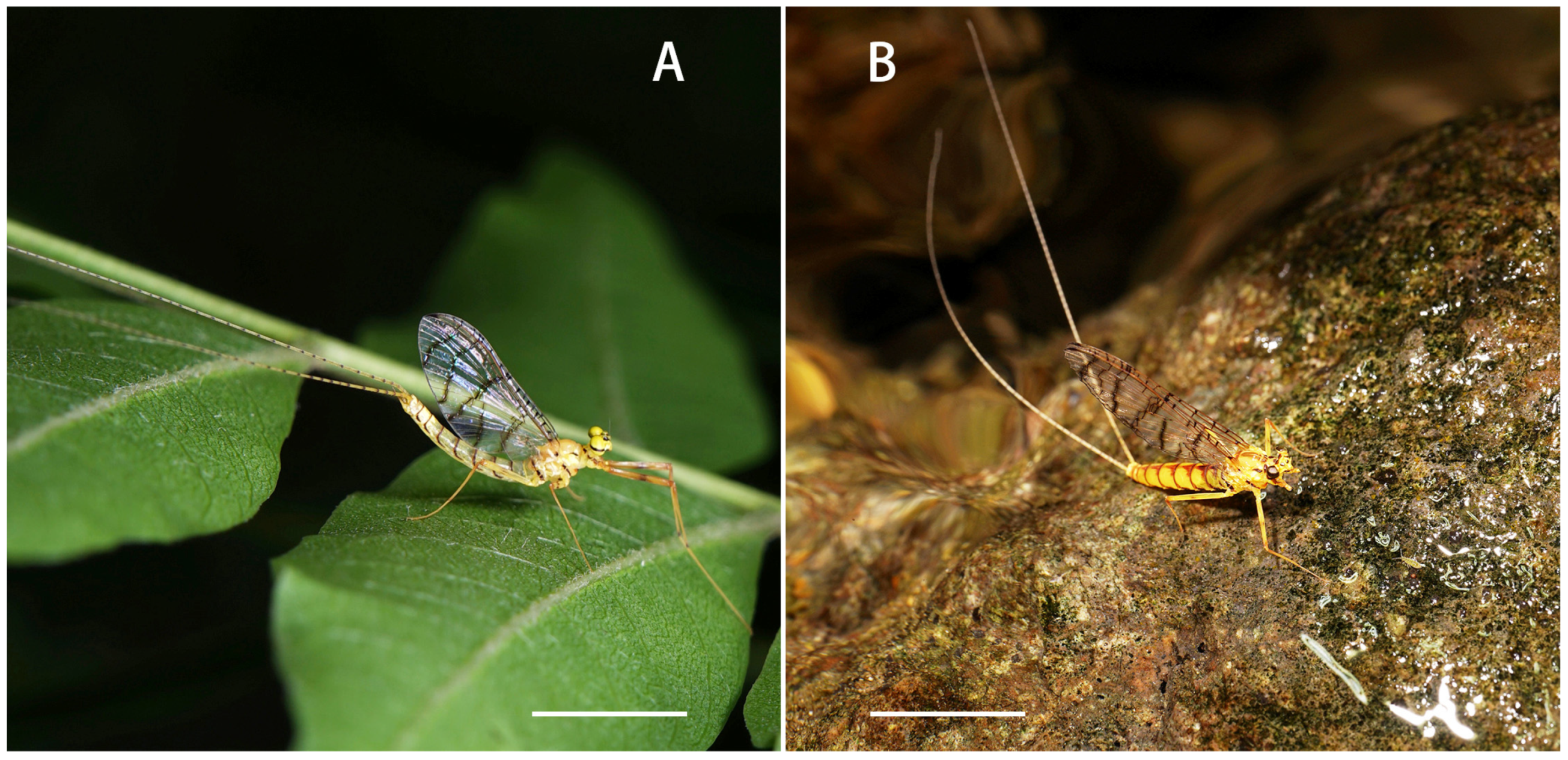 Insects 12 01020 g005