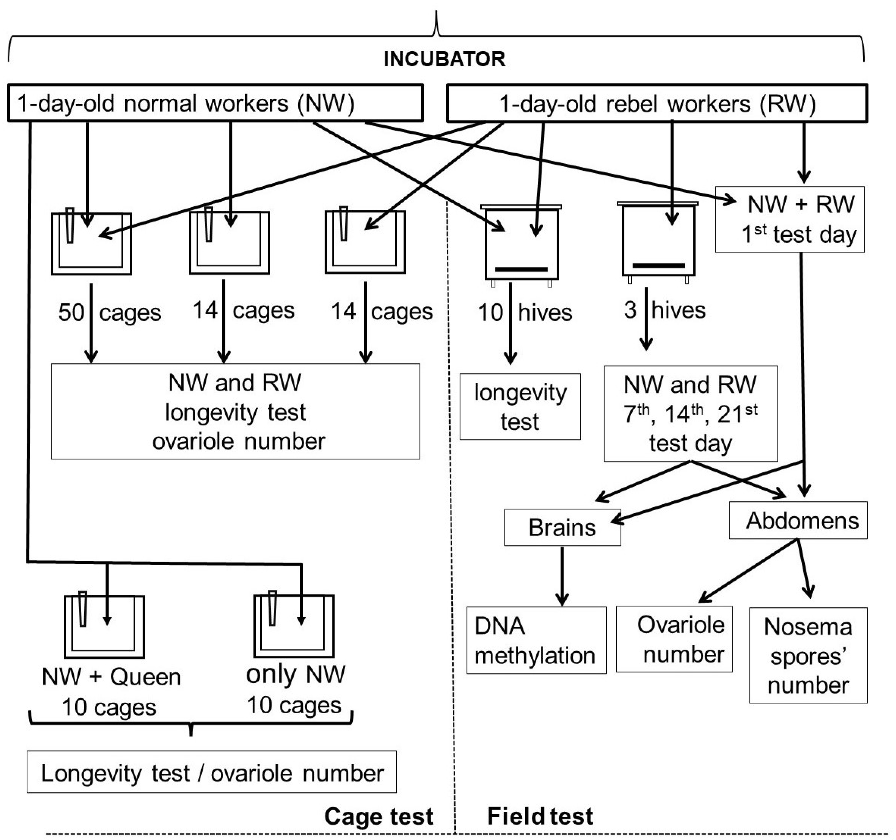 Insects 12 01021 g001 Insects 12 01021 g001