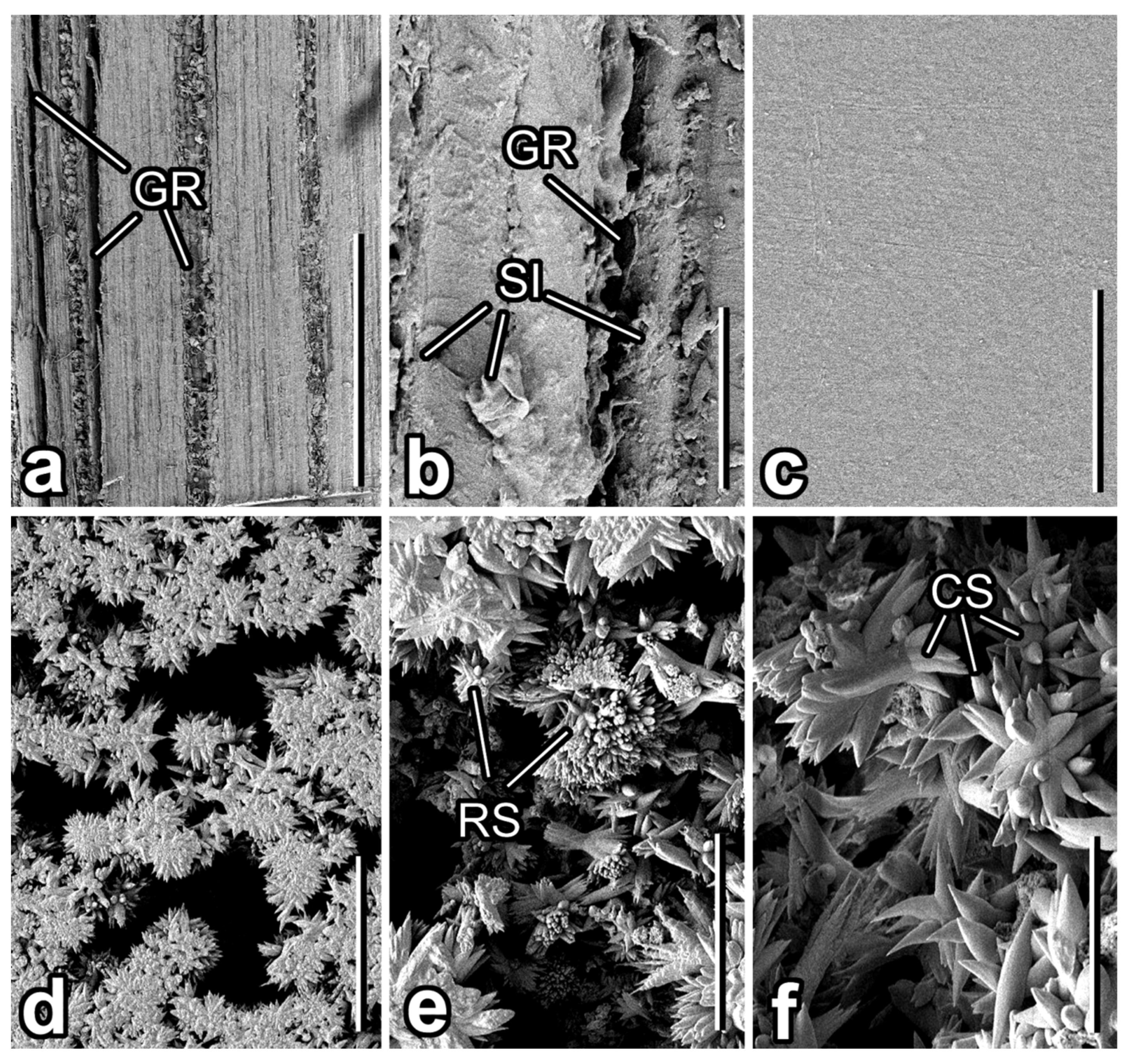 Insects 12 01026 g004