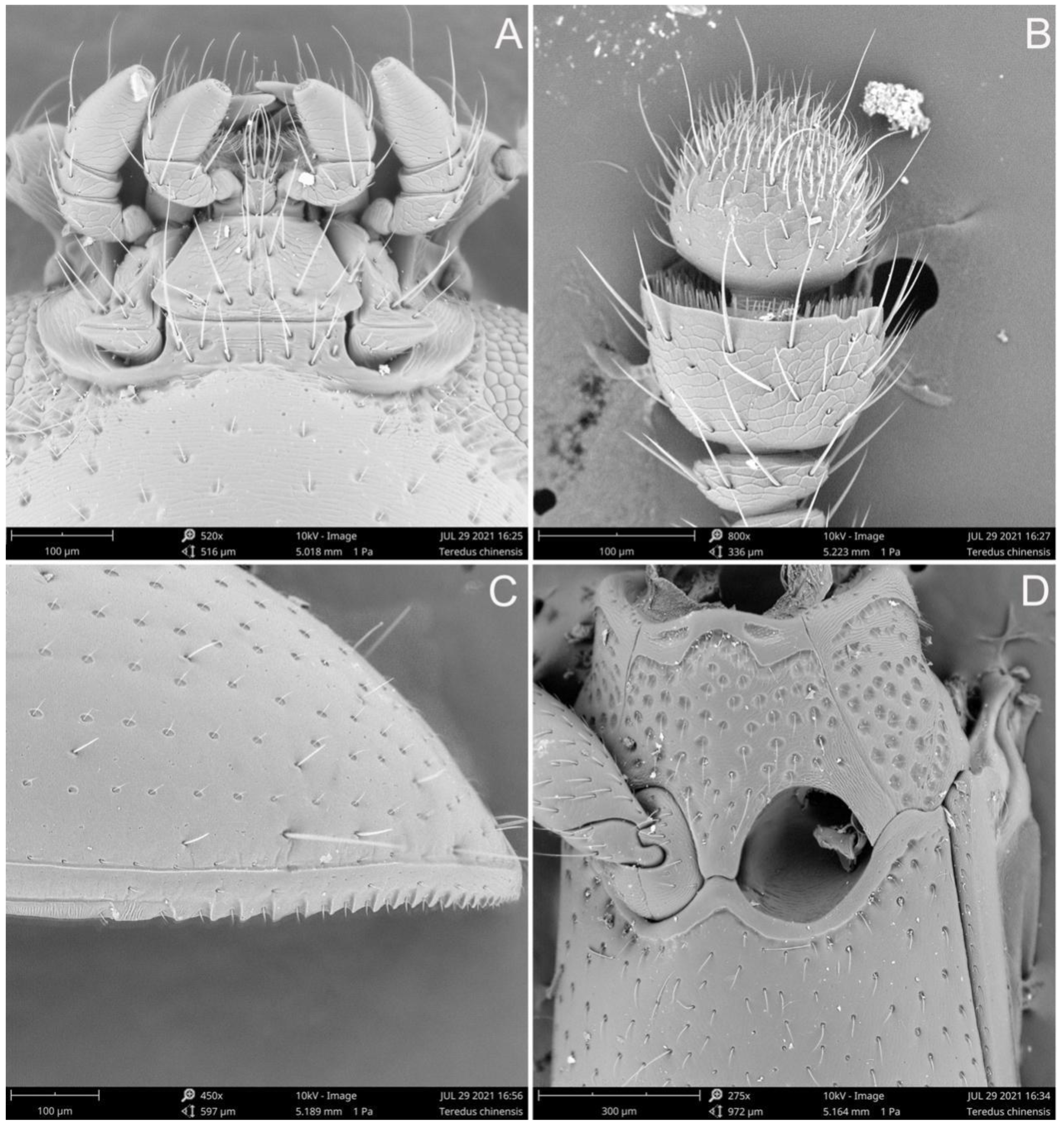 Insects 12 01028 g003