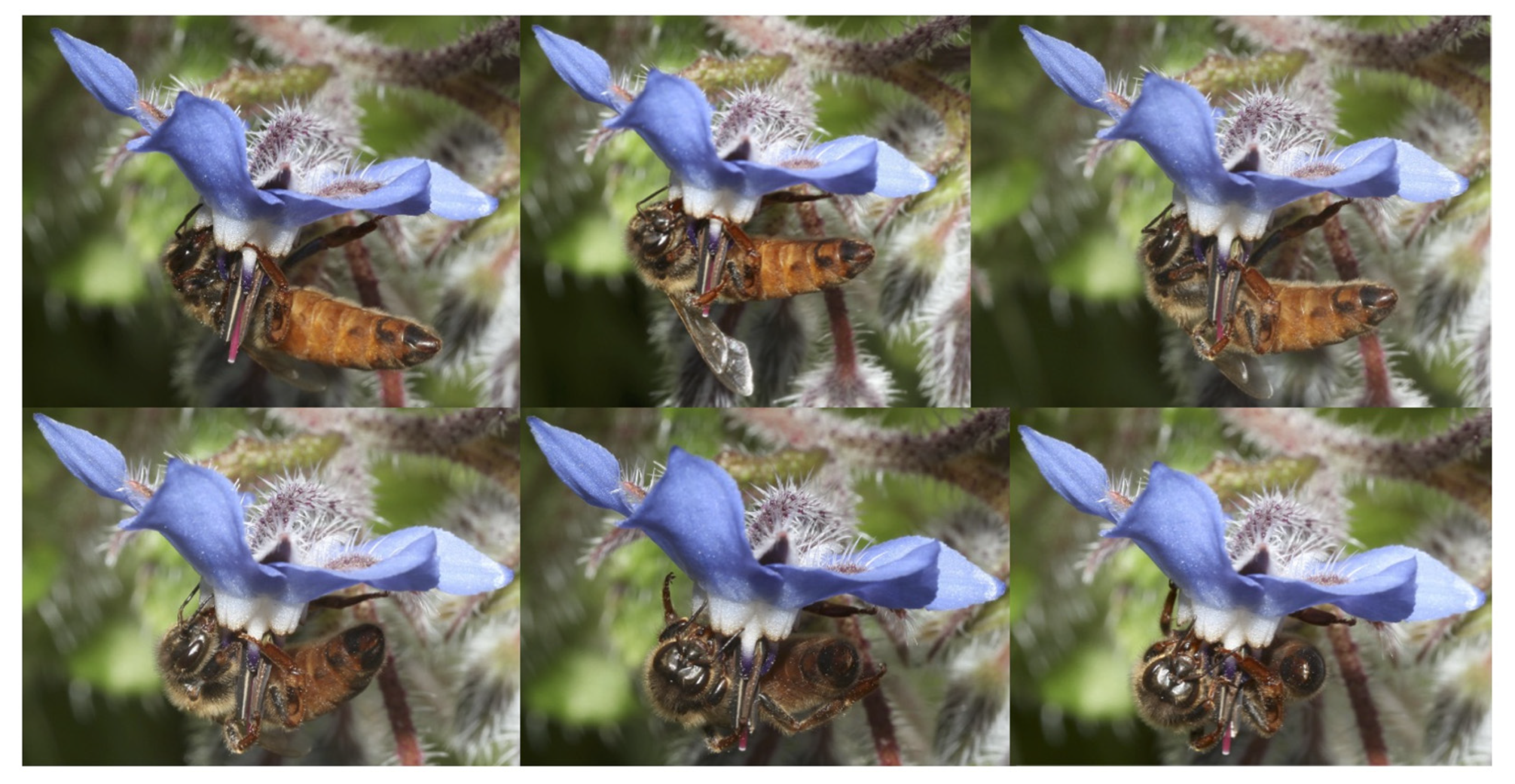 Insects 12 01035 g001