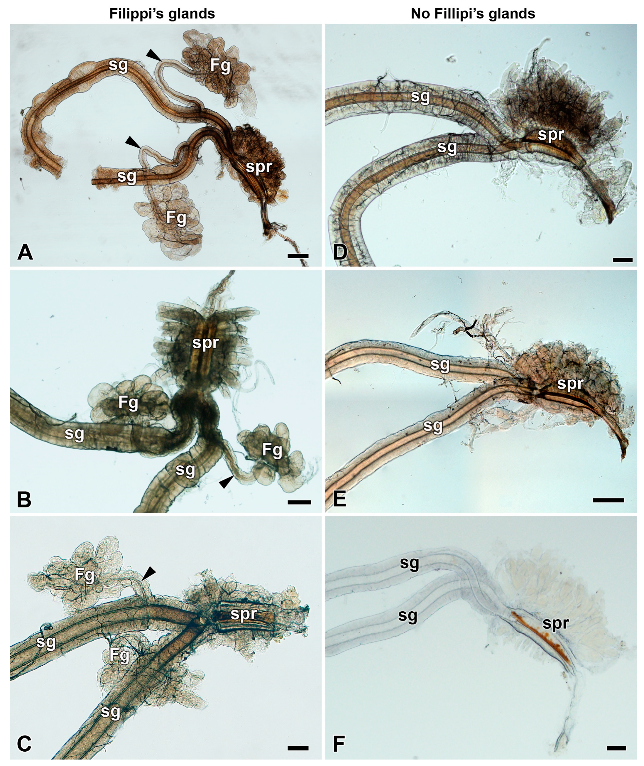 Insects 12 01040 g002