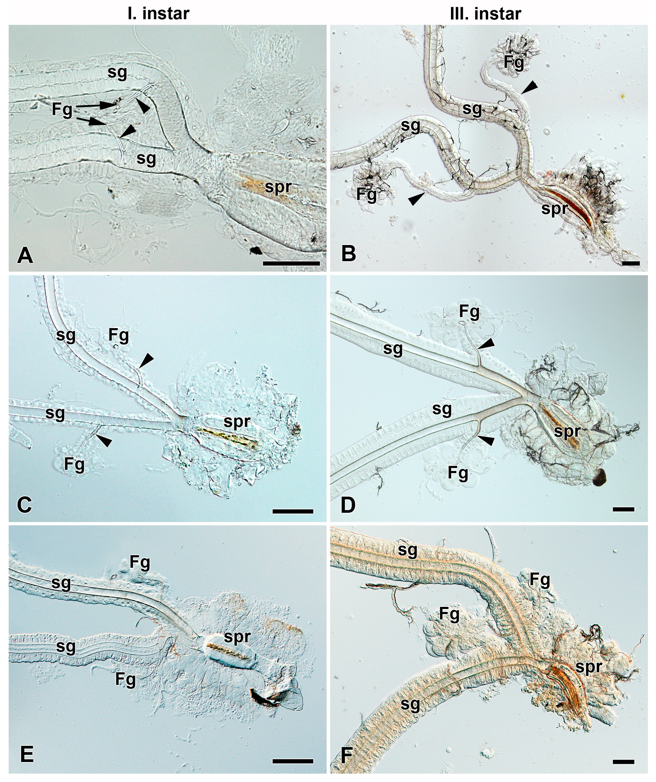 Insects 12 01040 g003