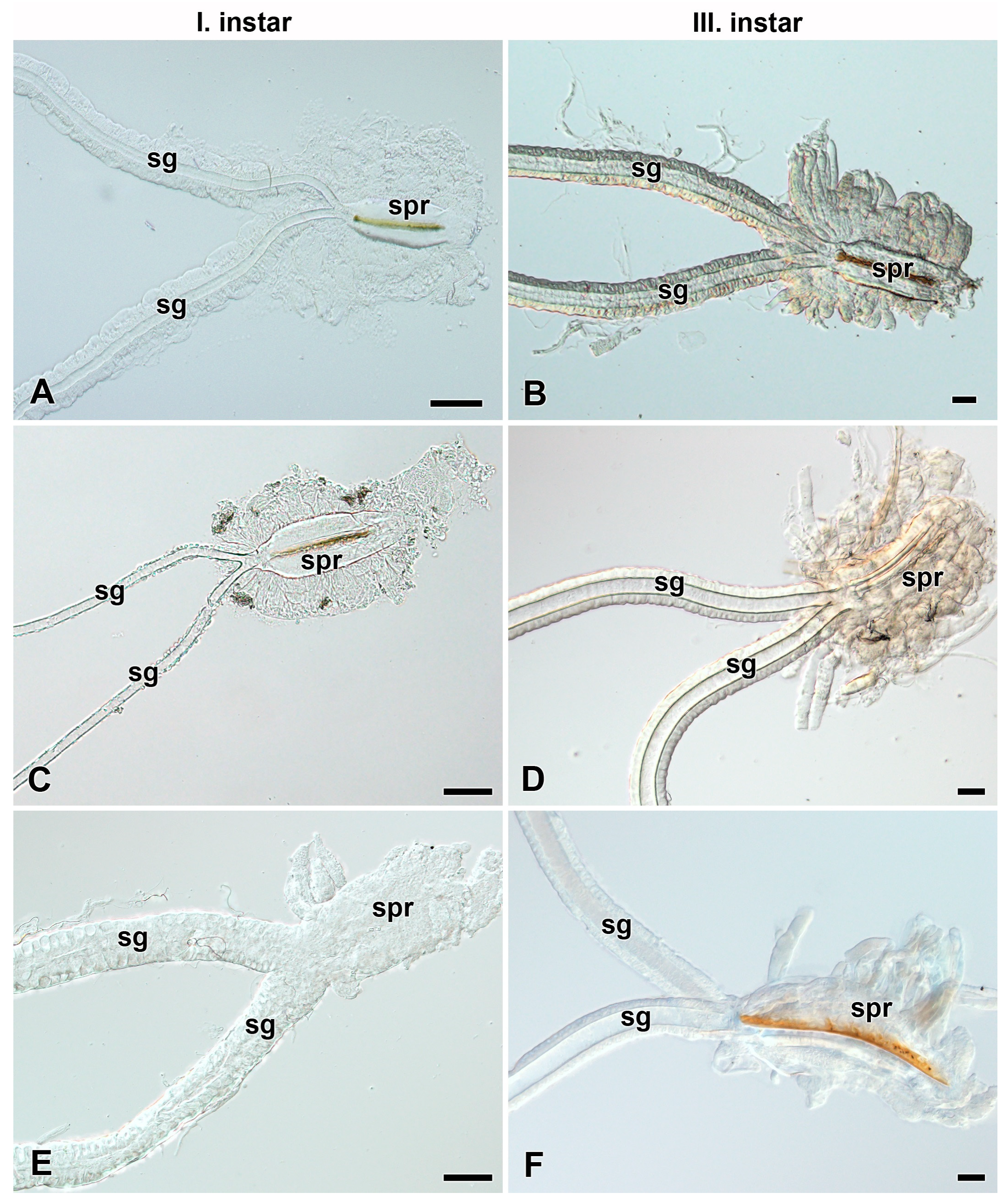 Glands of Giant Silk Moths